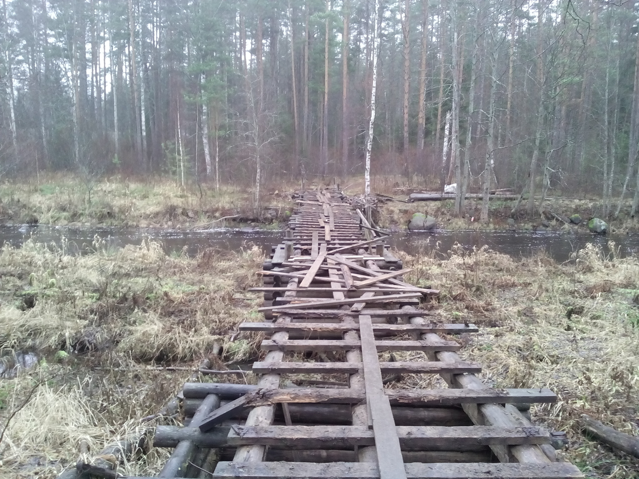 Ride hedgehog in the fog - My, A bike, Bike ride, Autumn, Karelian Isthmus, Longpost