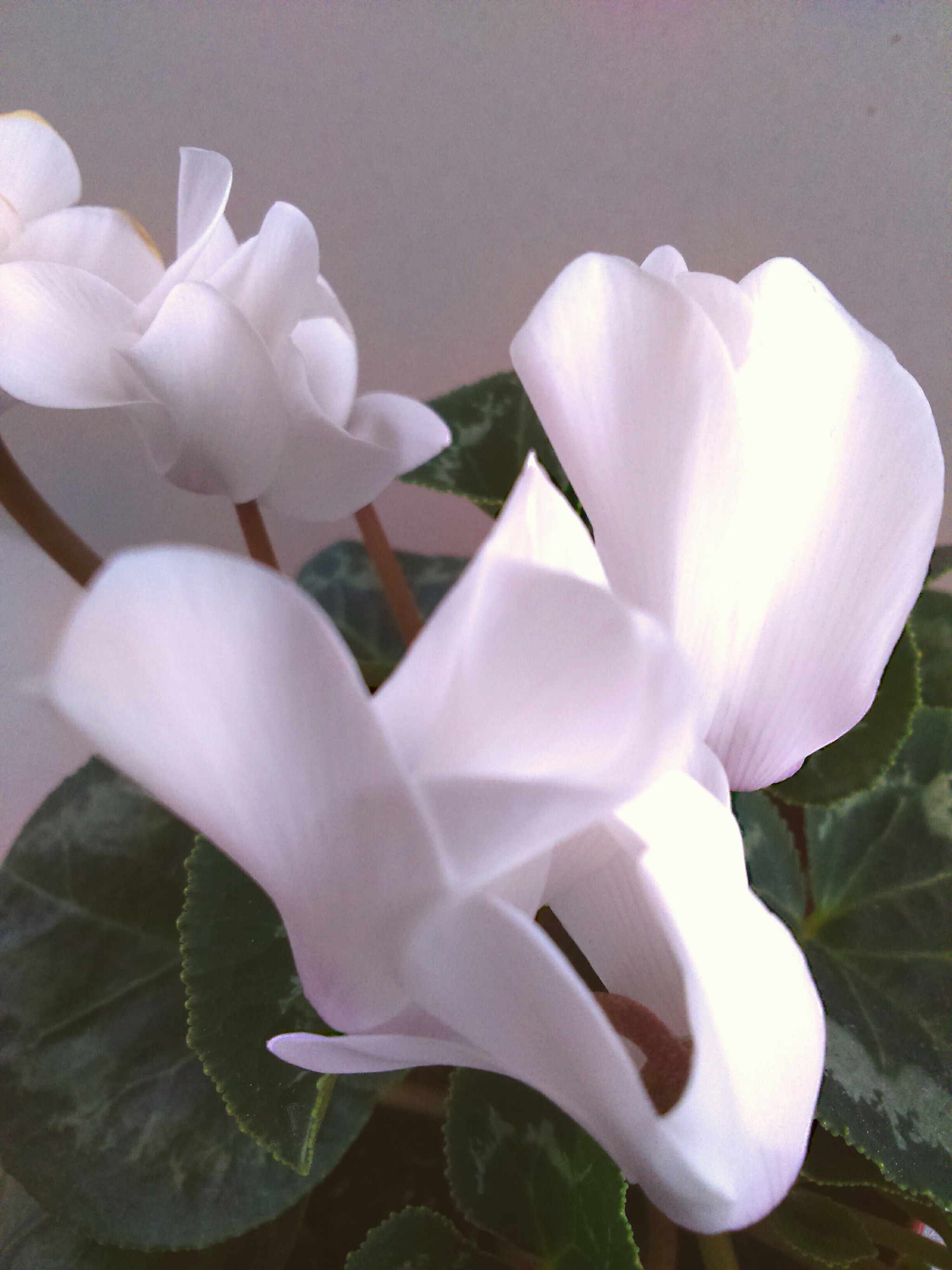 Cyclamen. - My, Cyclamen, Flowers, Longpost