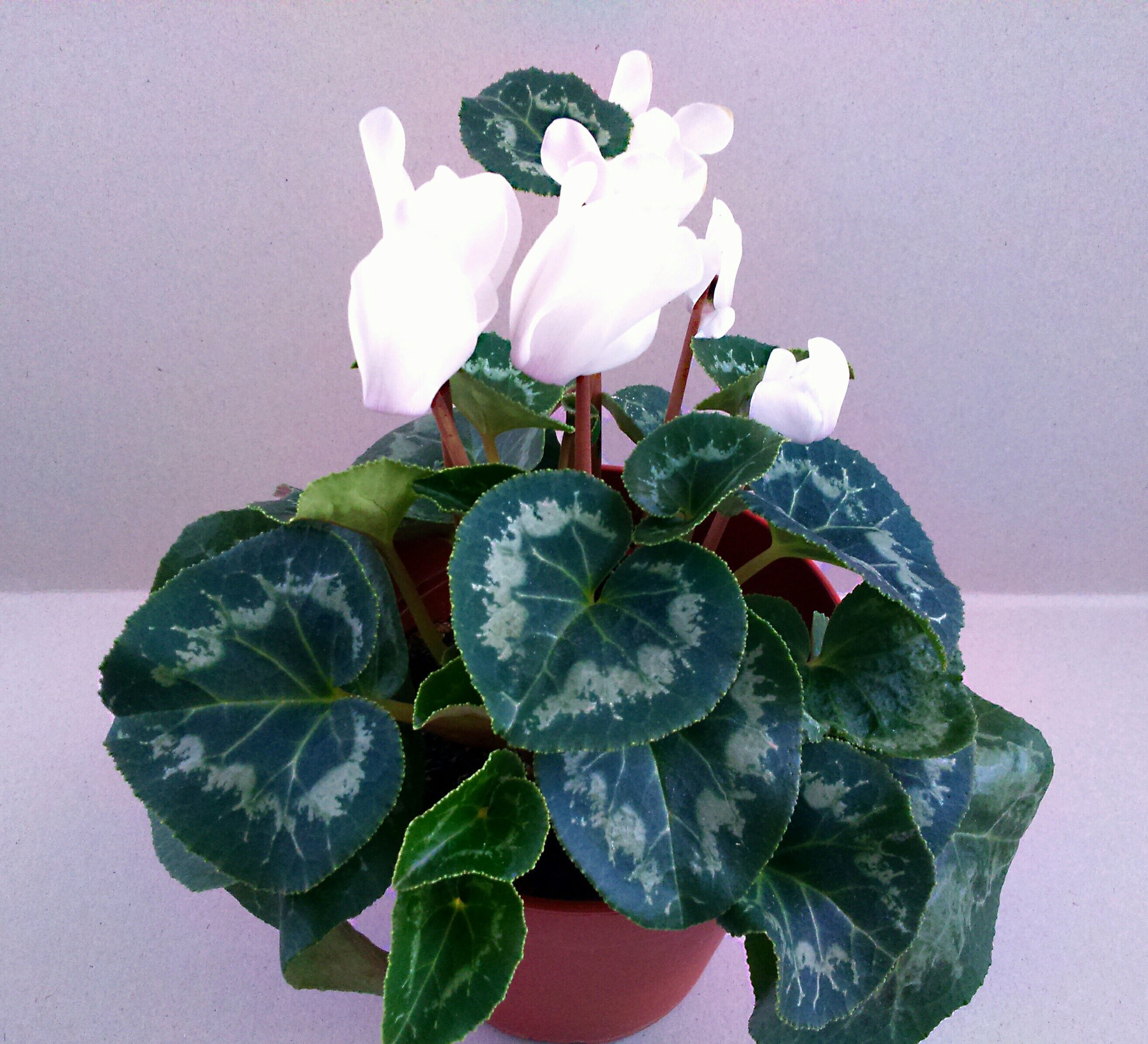 Cyclamen. - My, Cyclamen, Flowers, Longpost