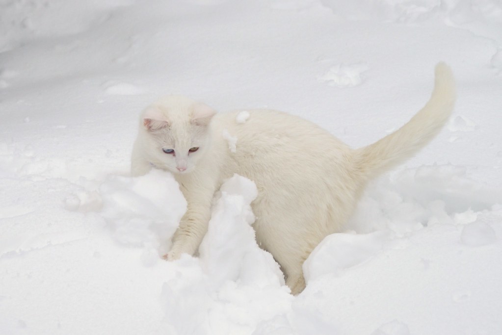 Белая кошка зимой