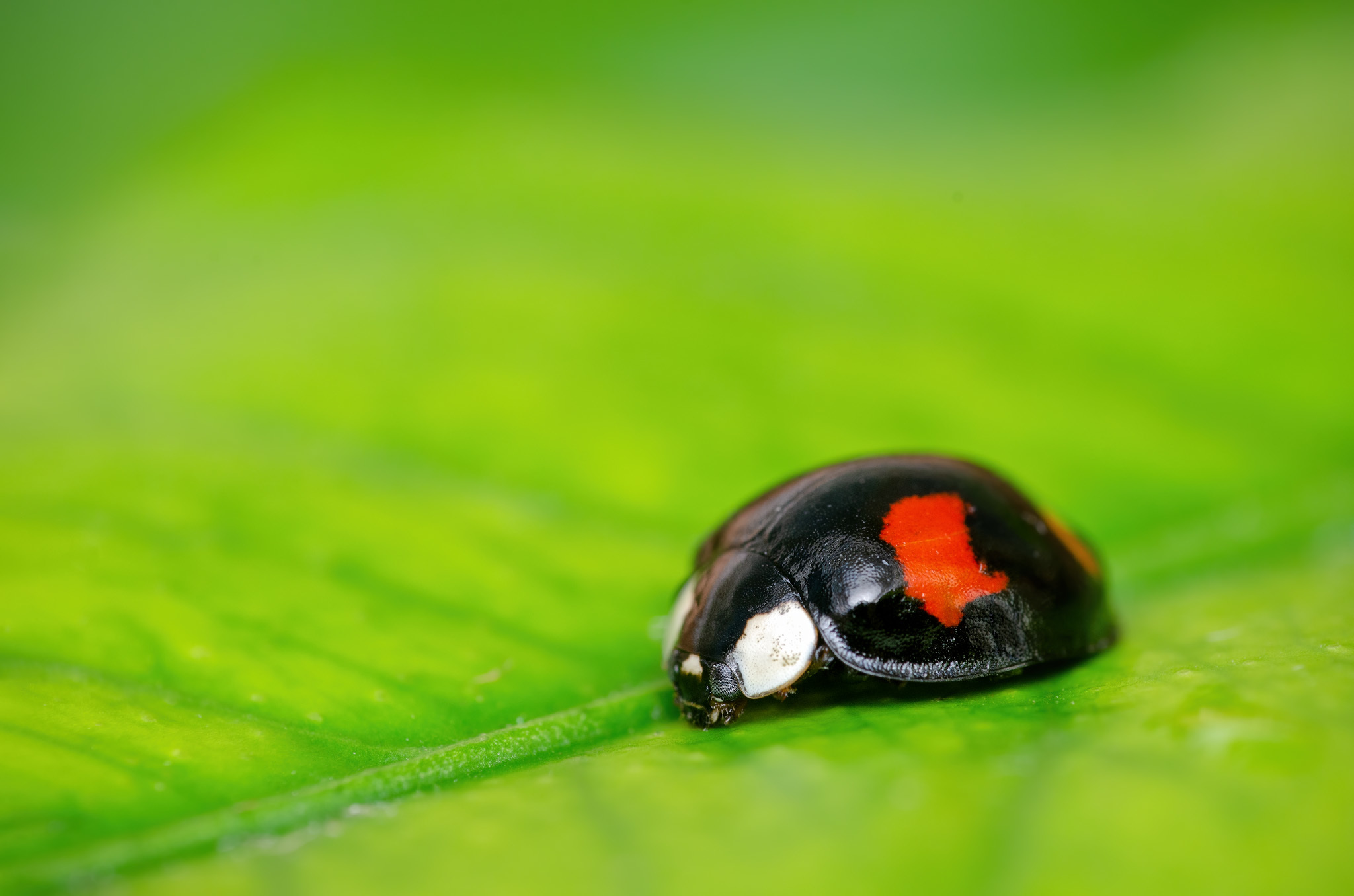 A little more macro - My, Macro photography, Insects, Jumping spider, Spider, Nature, Milota, Ants, ladybug, Longpost