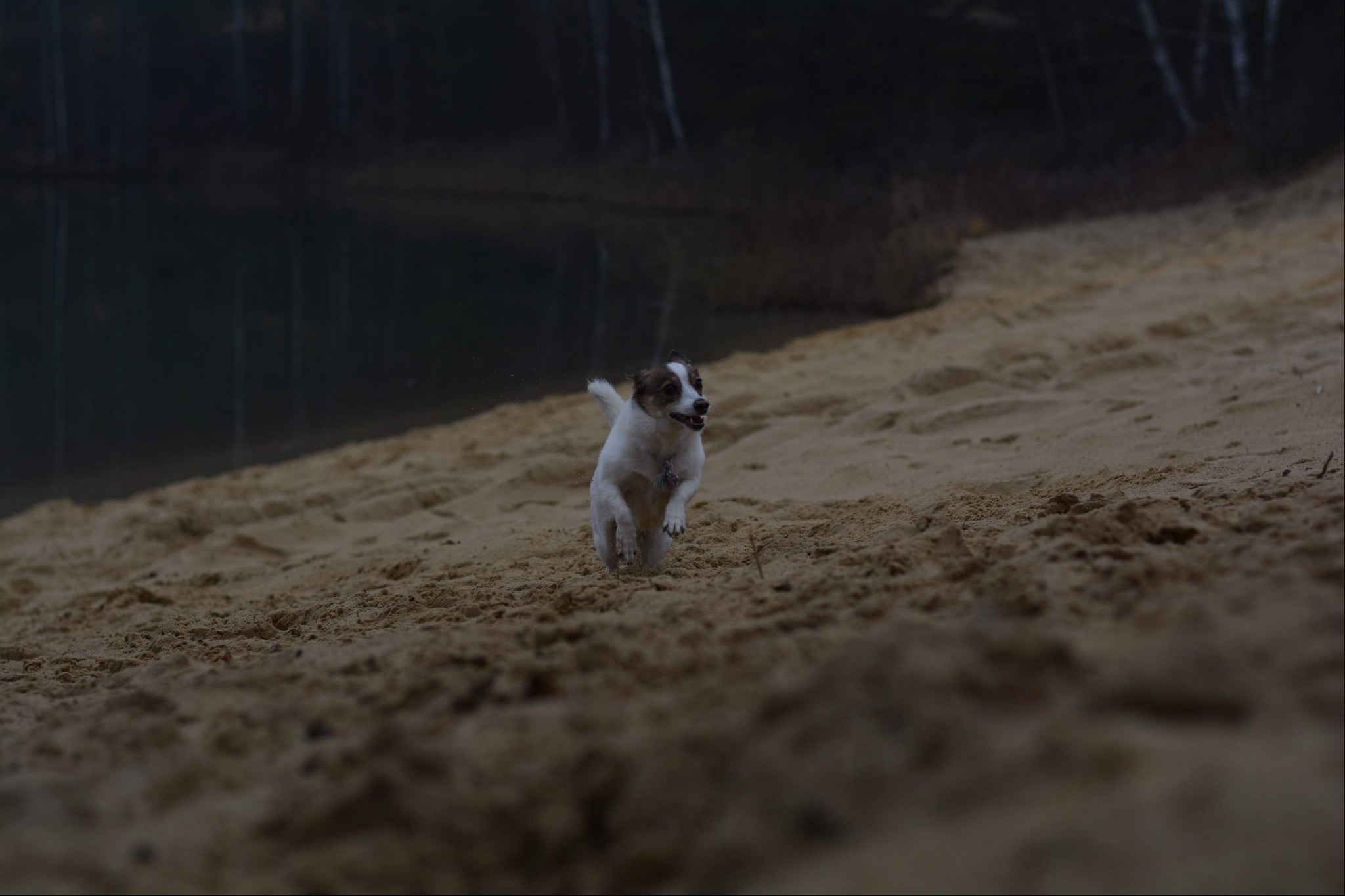 Autumn walk in a sand quarry - My, Dog, Cur, Animals, Pets, Autumn, Walk, Career, Longpost