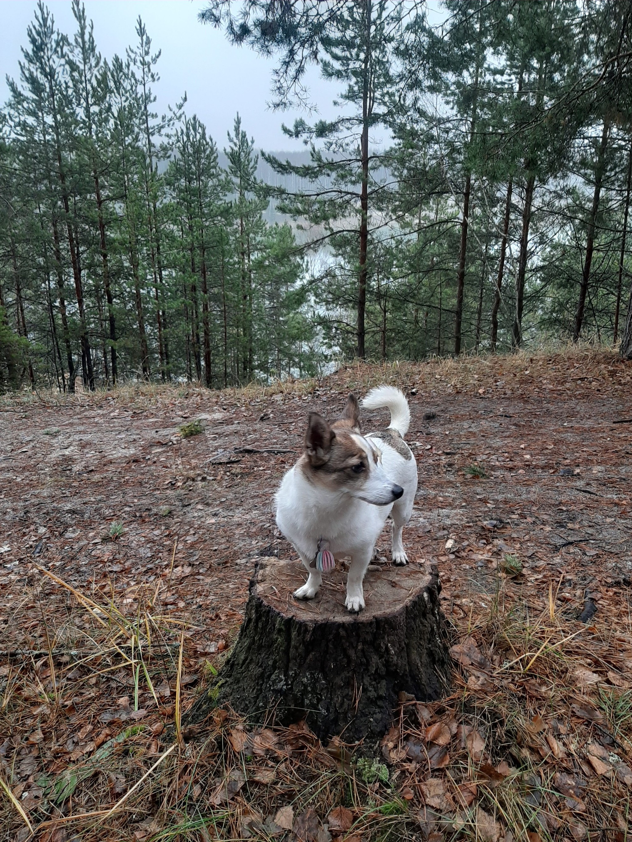 Autumn walk in a sand quarry - My, Dog, Cur, Animals, Pets, Autumn, Walk, Career, Longpost