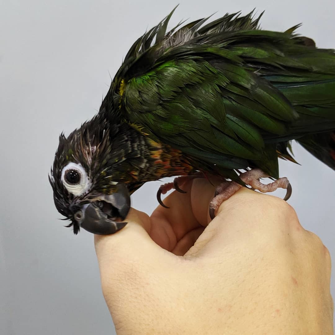 Pirrura! - My, Pyrrura, A parrot, Longpost