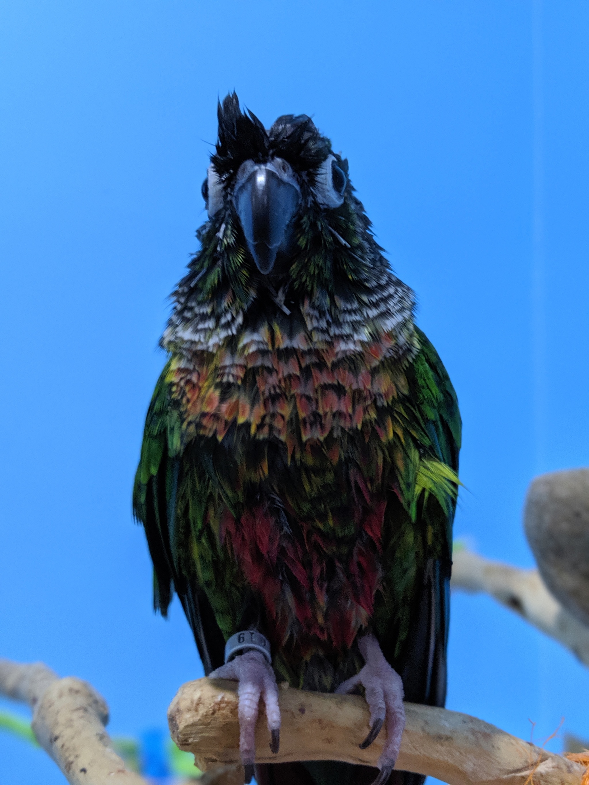 Pirrura! - My, Pyrrura, A parrot, Longpost