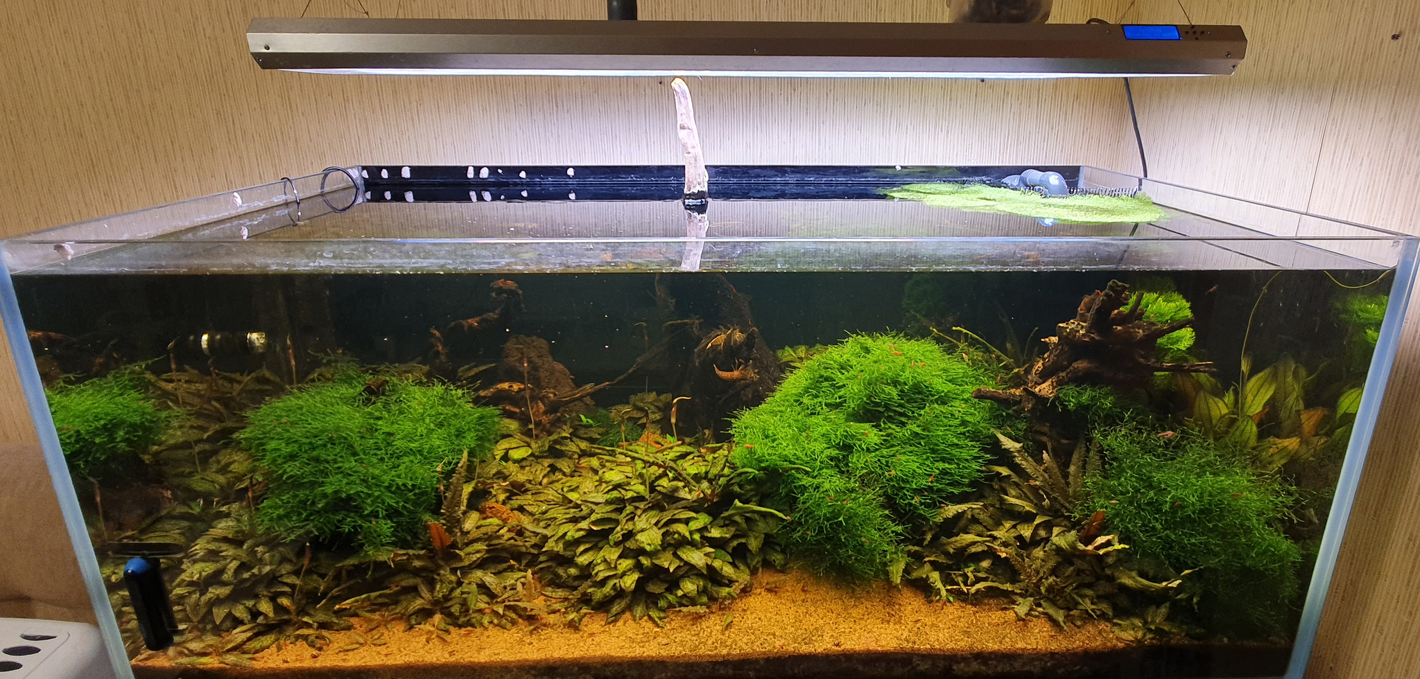 An aquarium that has not been used. - My, Aquarium, Aquarium, Aquarium fish, Aquarium shrimp, Aquarium plants, Freshwater aquarium, Longpost