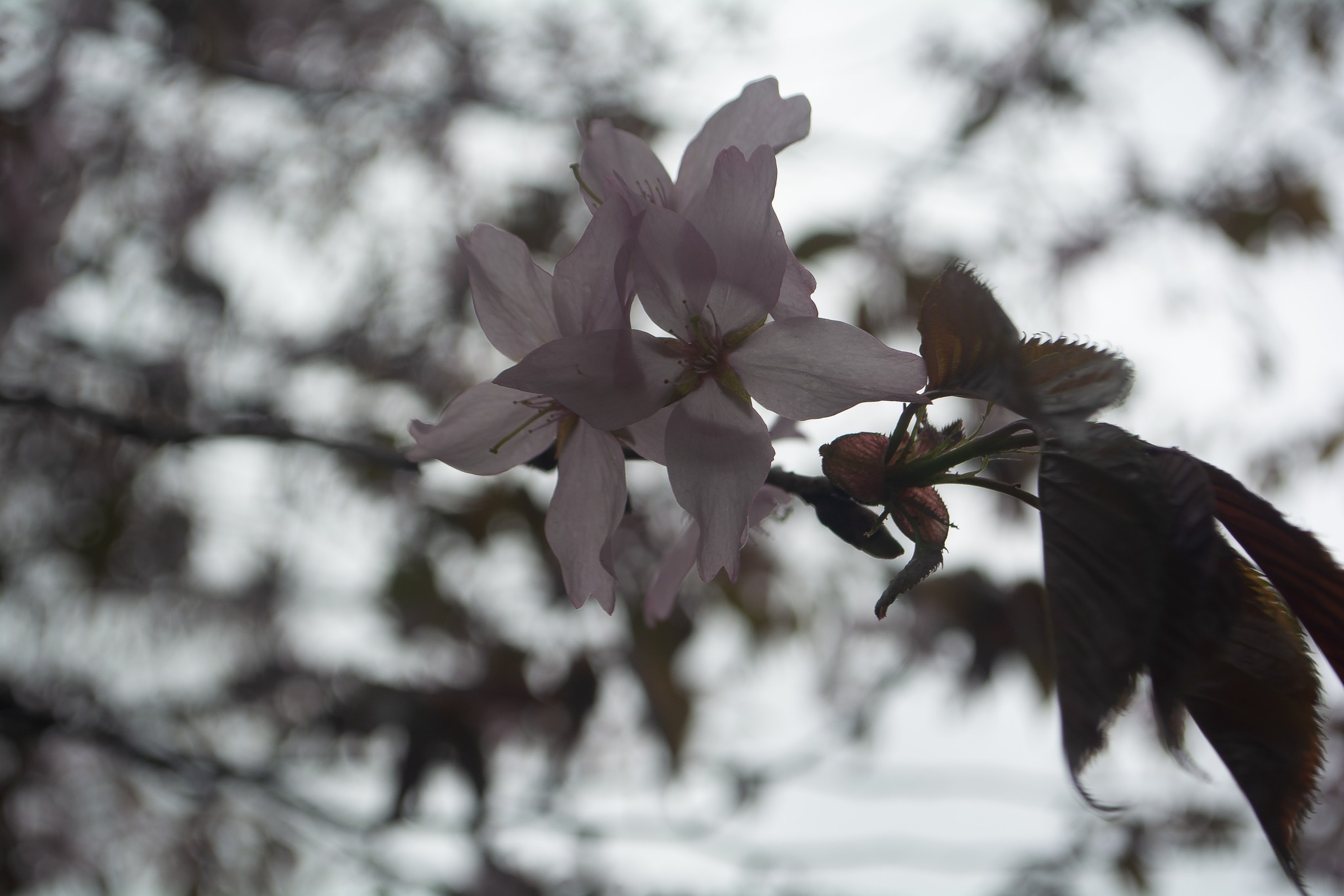 First spring on camera - My, Nikon d5200, 18-55mm, I want criticism, Beginning photographer