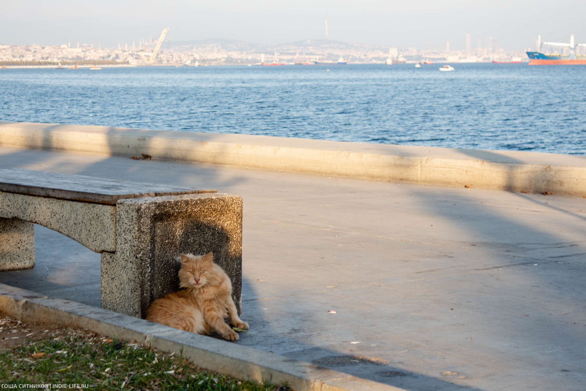 Istanbul cats (and dogs) - My, Istanbul, Turkey, Longpost, cat, Dog