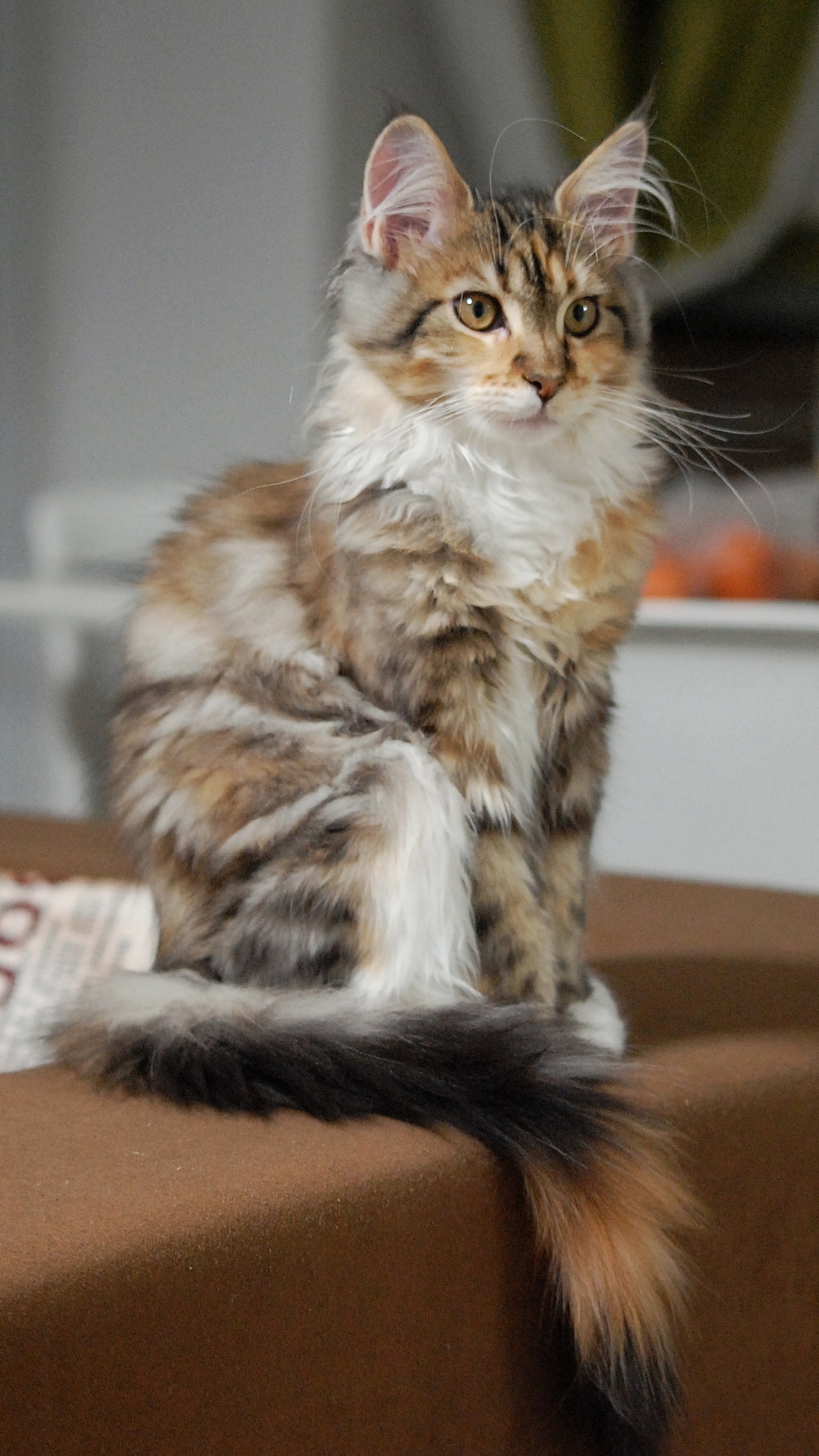 Maine Coon - My, Maine Coon, cat, Longpost, Catomafia