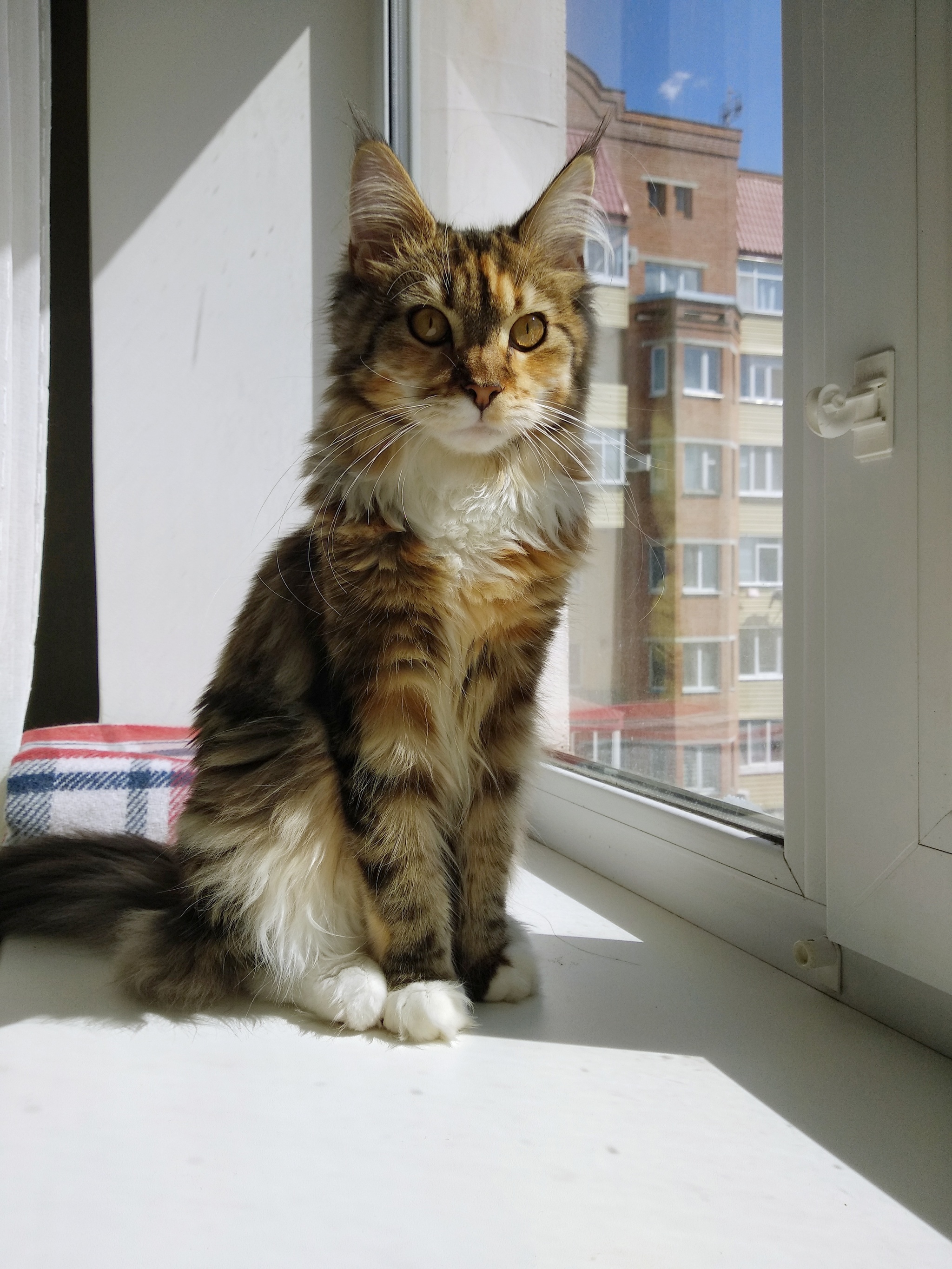 Maine Coon - My, Maine Coon, cat, Longpost, Catomafia