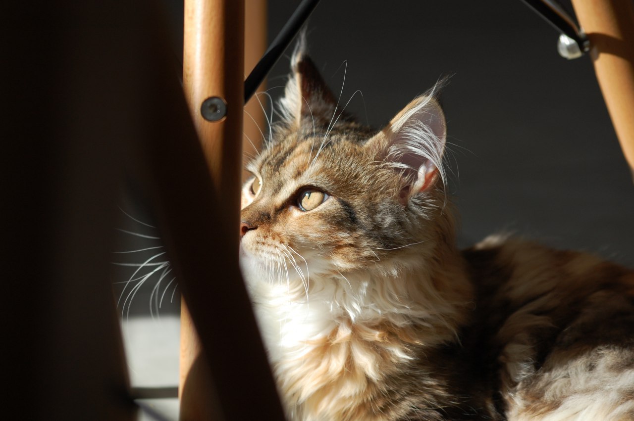 Maine Coon - My, Maine Coon, cat, Longpost, Catomafia