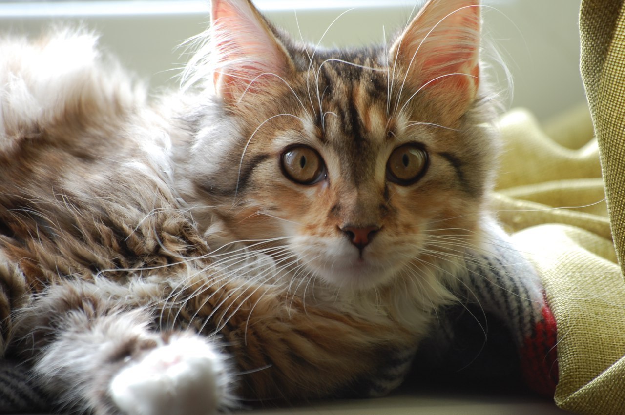 Maine Coon - My, Maine Coon, cat, Longpost, Catomafia