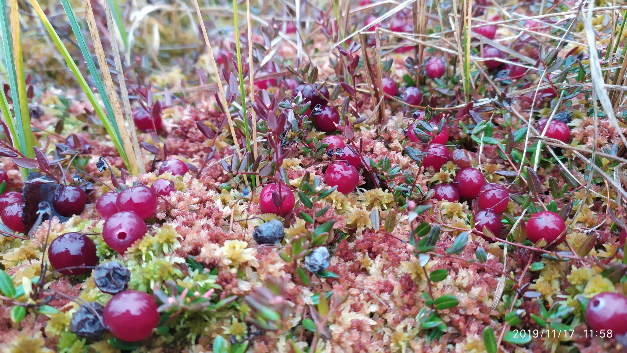 Juicy berry post)) - My, The photo, Nature, Berries, Cranberry, Swamp, Longpost