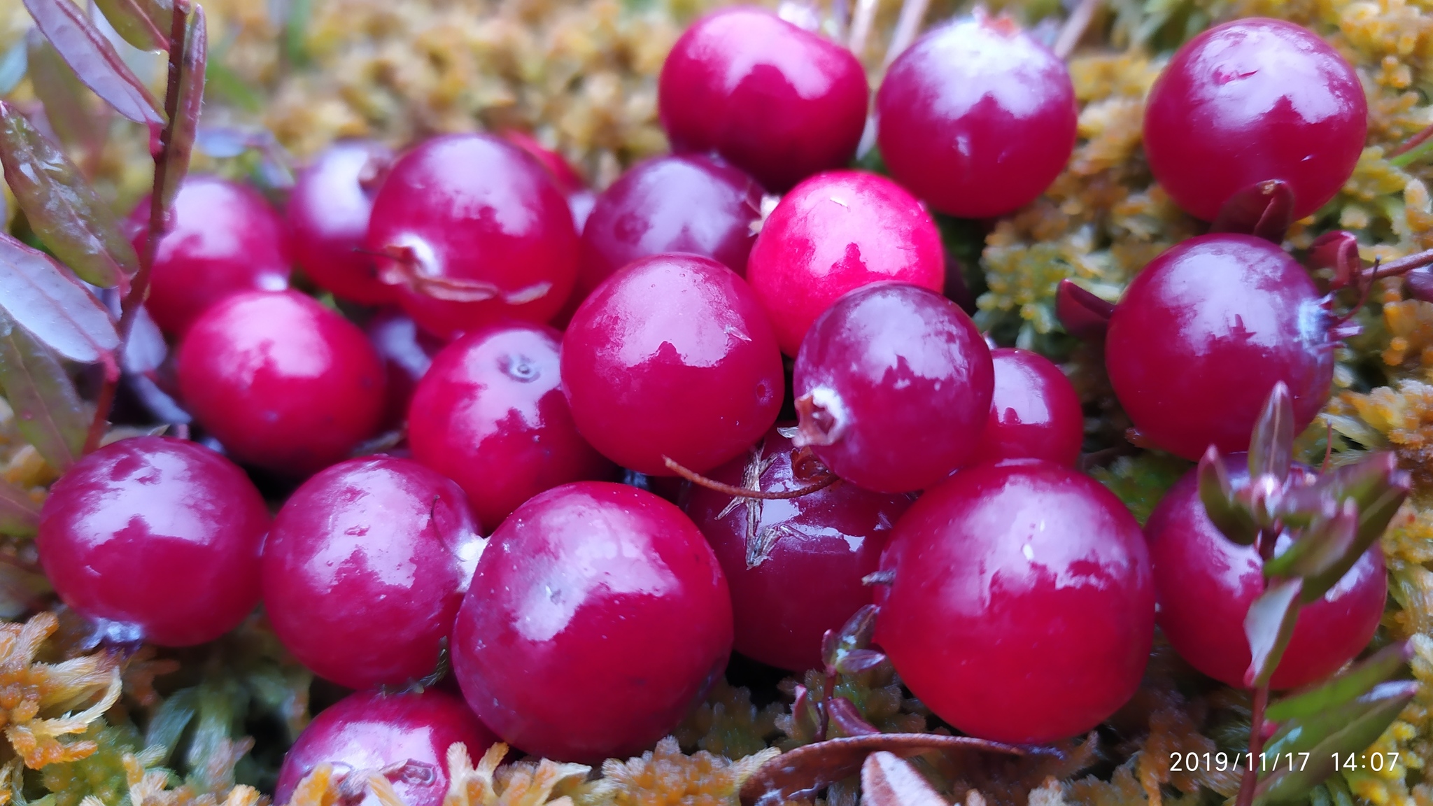 Juicy berry post)) - My, The photo, Nature, Berries, Cranberry, Swamp, Longpost