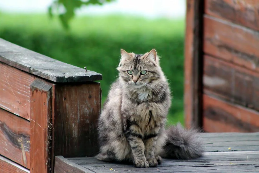 Маркиз! Охраняй вещи! - Кот, Котомафия, Охрана, Юмор, Охранник