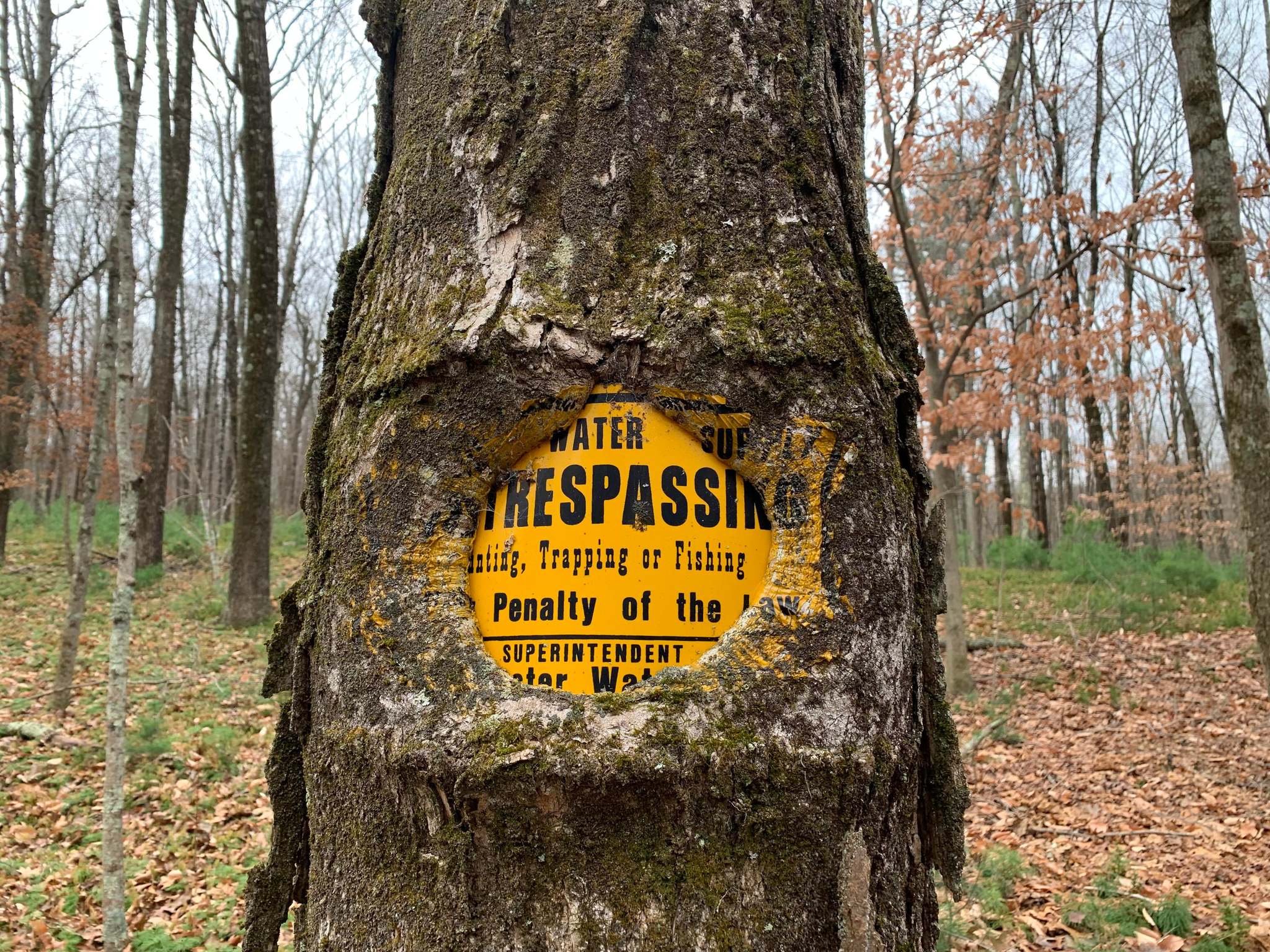 The tree has grown around the sign, absorbing its colors. - Tree, Signs, Табличка, Nature, Unusual, Bark, Forest, absorption