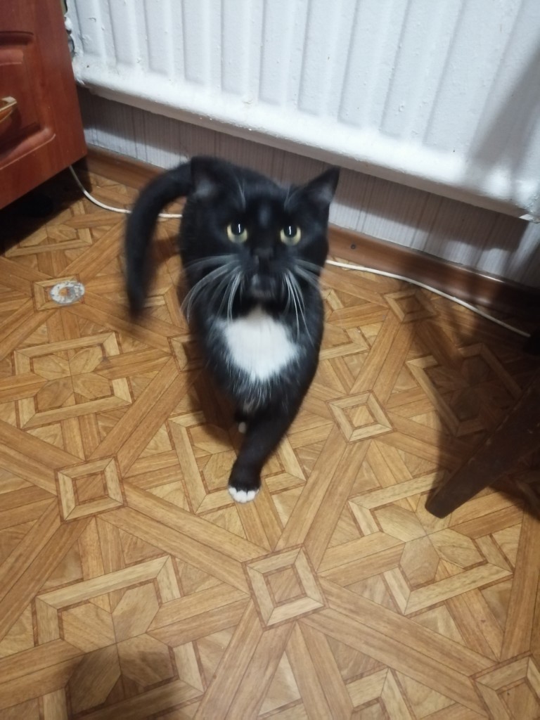 Found a cat. Kirovsky district. Saint Petersburg - Saint Petersburg, Help, cat, Found a cat, Prospekt Veteranov, Kirovsky District, No rating, Longpost