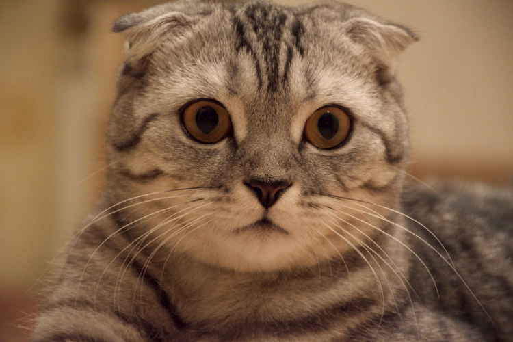 Kitty Kitty Kitty - My, Scottish lop-eared, Animals, Paws, Night, Pets, cat