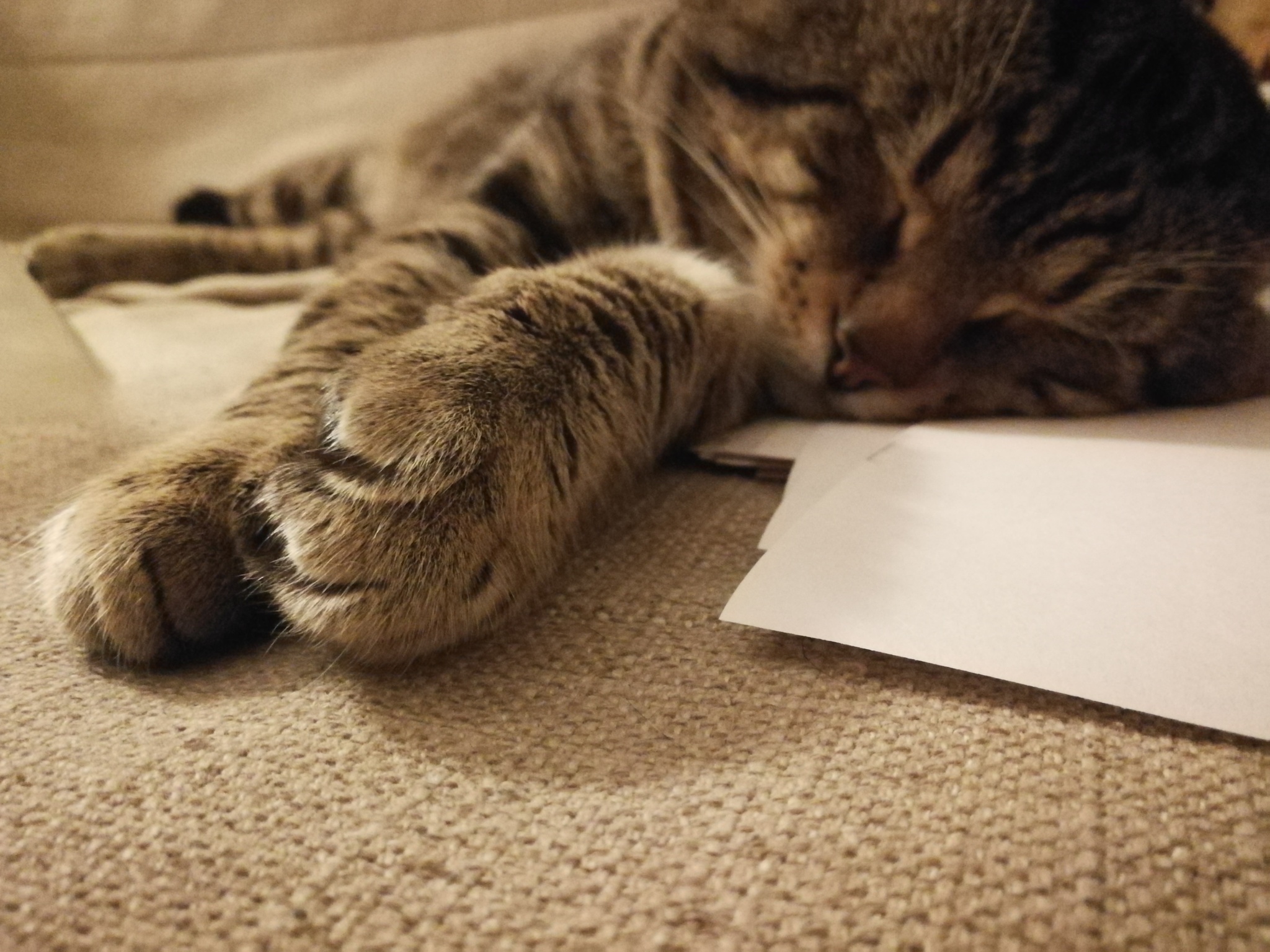 Кот жора