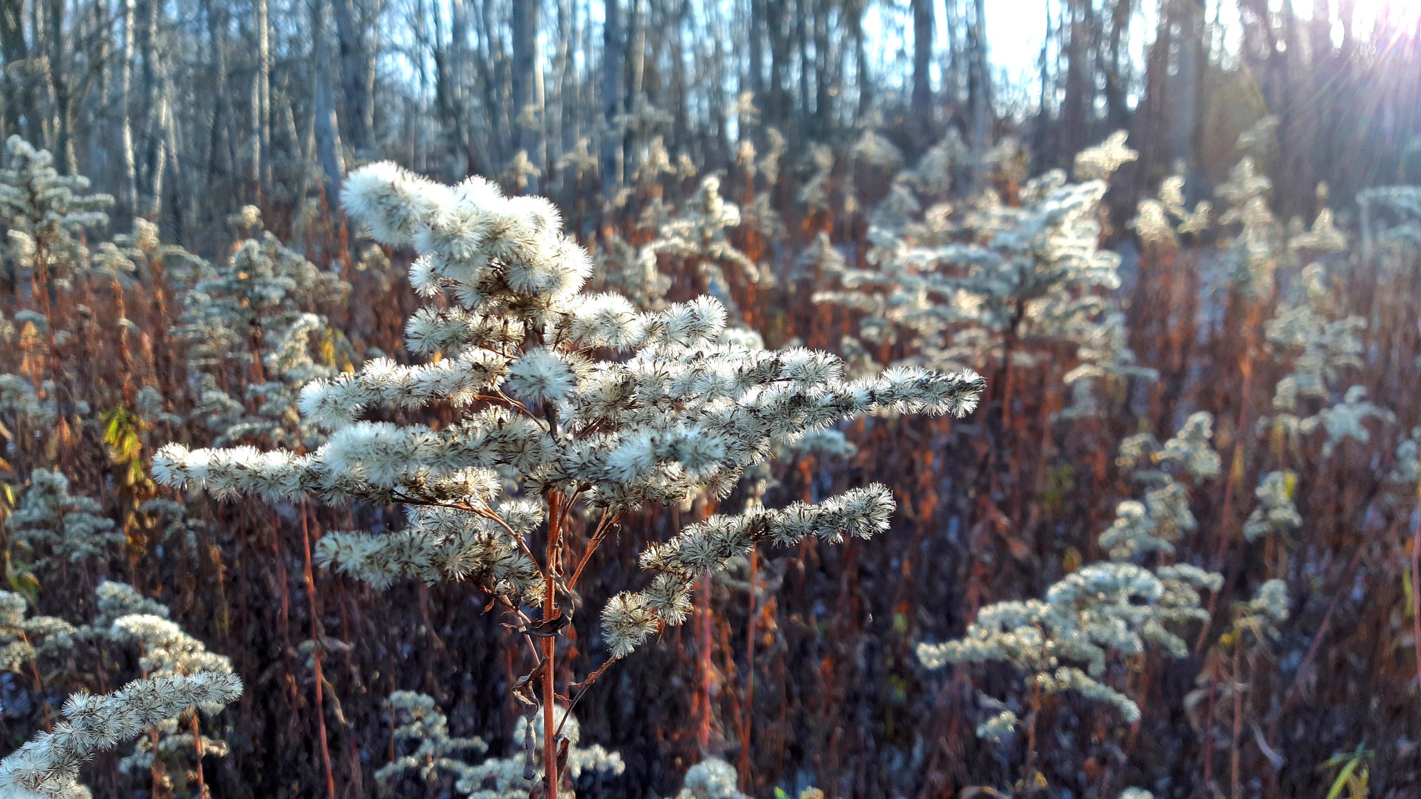 November sun. - My, Moscow region, Forest, The photo