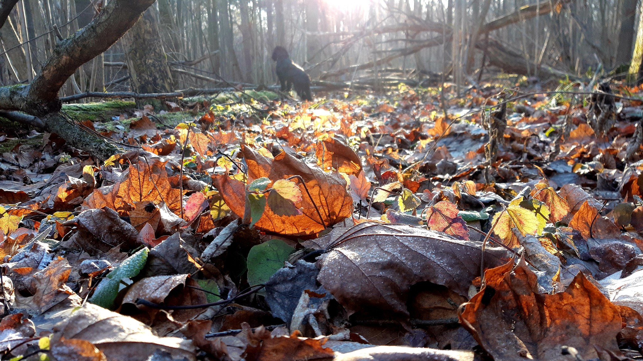 November sun. - My, Moscow region, Forest, The photo