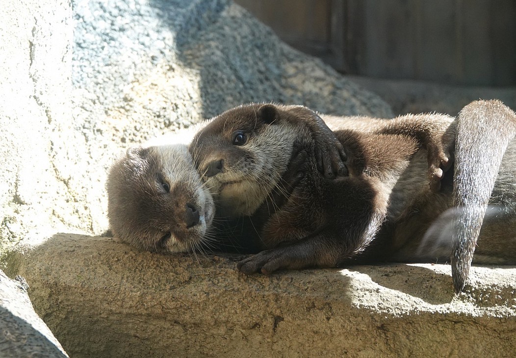 Hugs - Otter, Milota, Hugs, The photo