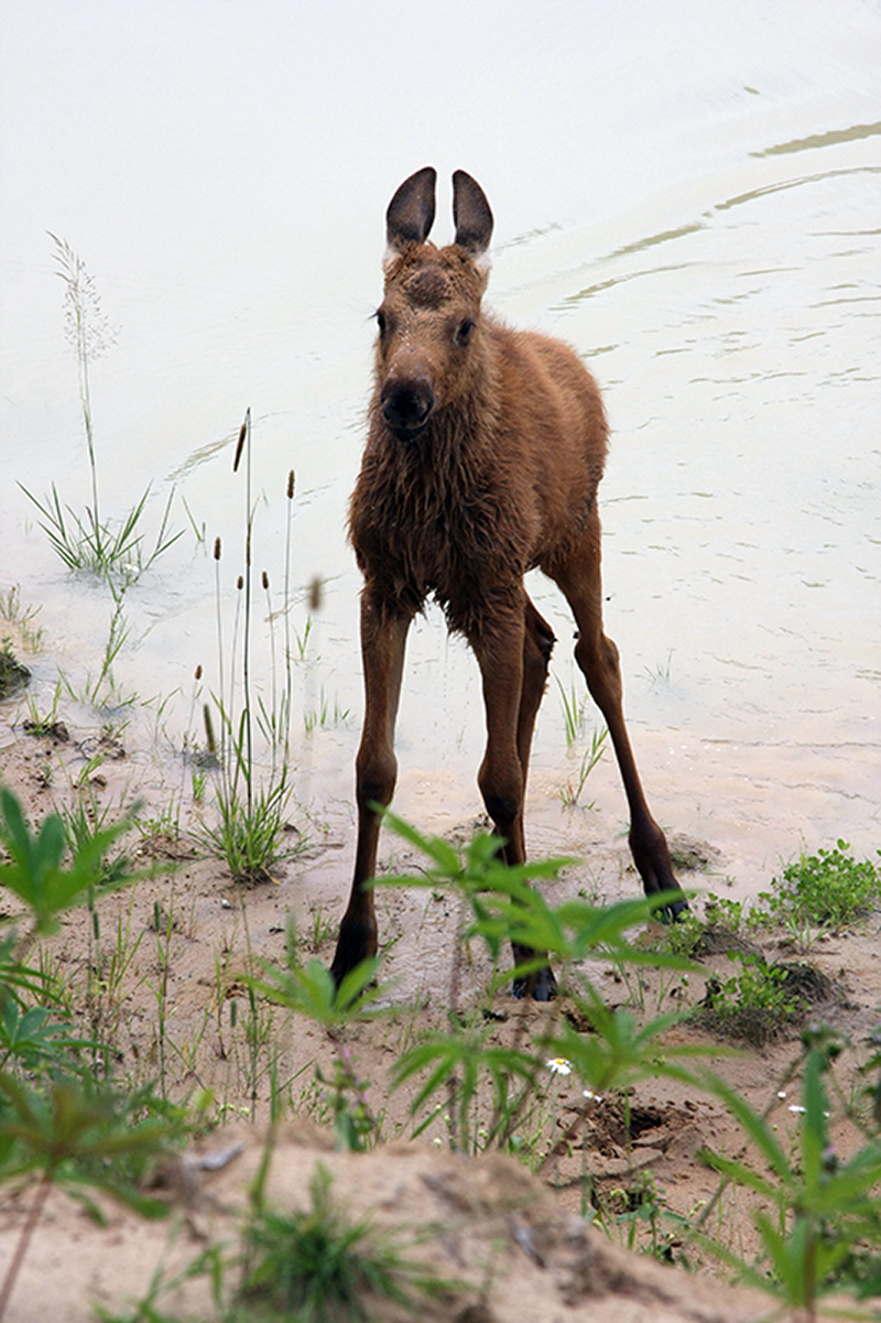 Guests from the forest or how the elk Lucy lived in our village for two years - My, Elk, Wild animals, Village, Longpost