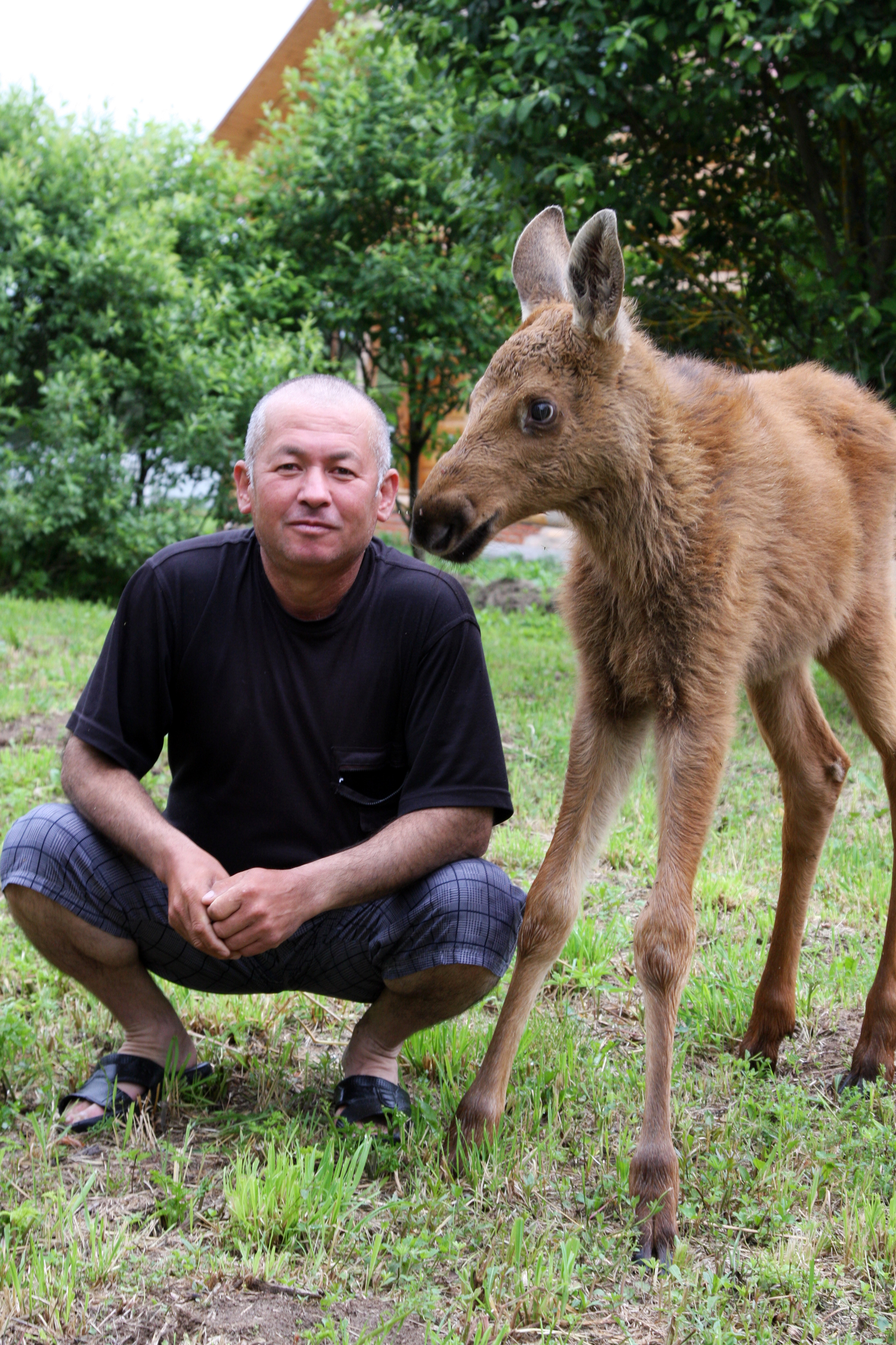 Guests from the forest or how the elk Lucy lived in our village for two years - My, Elk, Wild animals, Village, Longpost