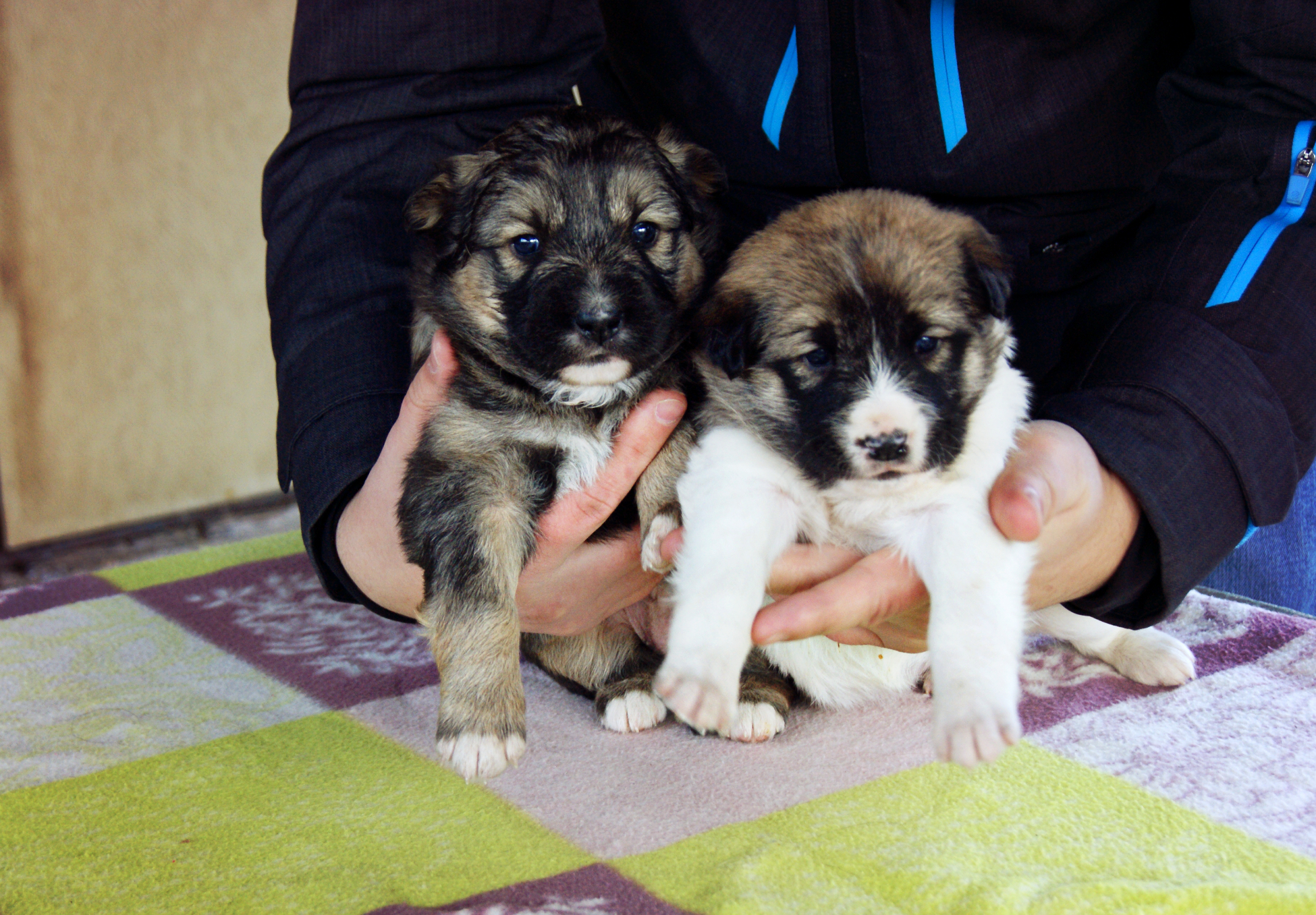 True story: “How the owner handed over his dog and puppies to the trap.” We are looking for a warm home in the Moscow and Vladimir region! - My, Puppies, In good hands, Moscow region, Vladimir region, Homeless animals, Longpost, No rating, Video, Dog