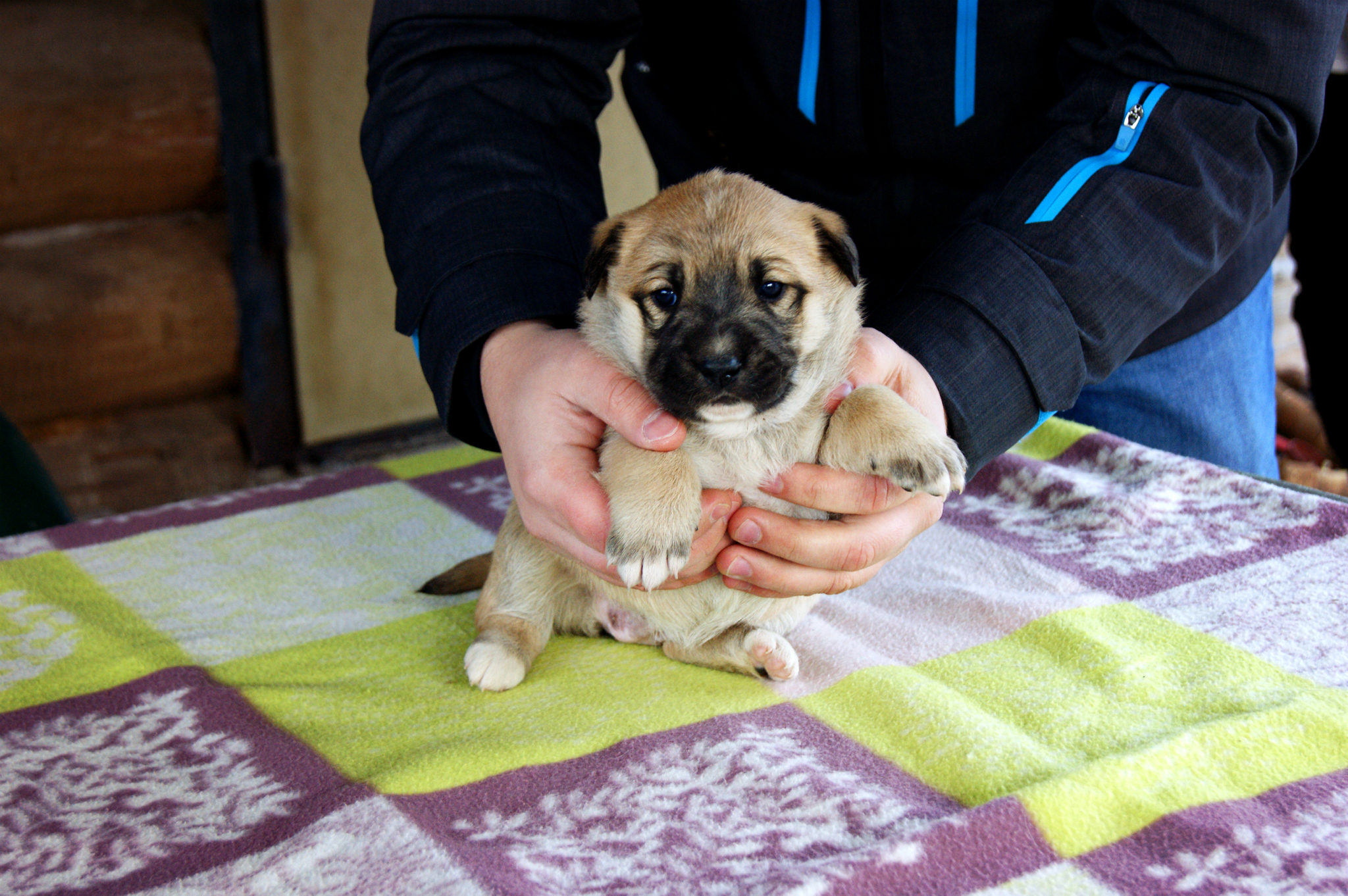 True story: “How the owner handed over his dog and puppies to the trap.” We are looking for a warm home in the Moscow and Vladimir region! - My, Puppies, In good hands, Moscow region, Vladimir region, Homeless animals, Longpost, No rating, Video, Dog