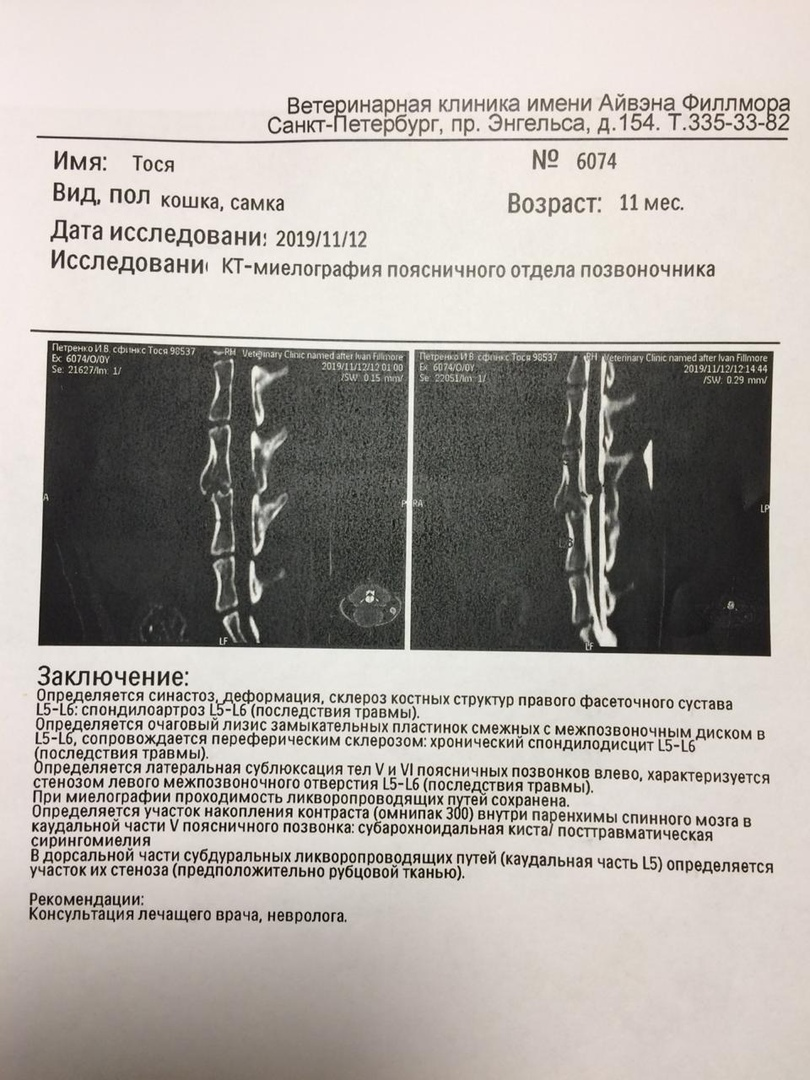 Лысая кошка Тося - отказница, которая выпала с седьмого этажа. И да, нам  пришлось ее забрать. | Пикабу