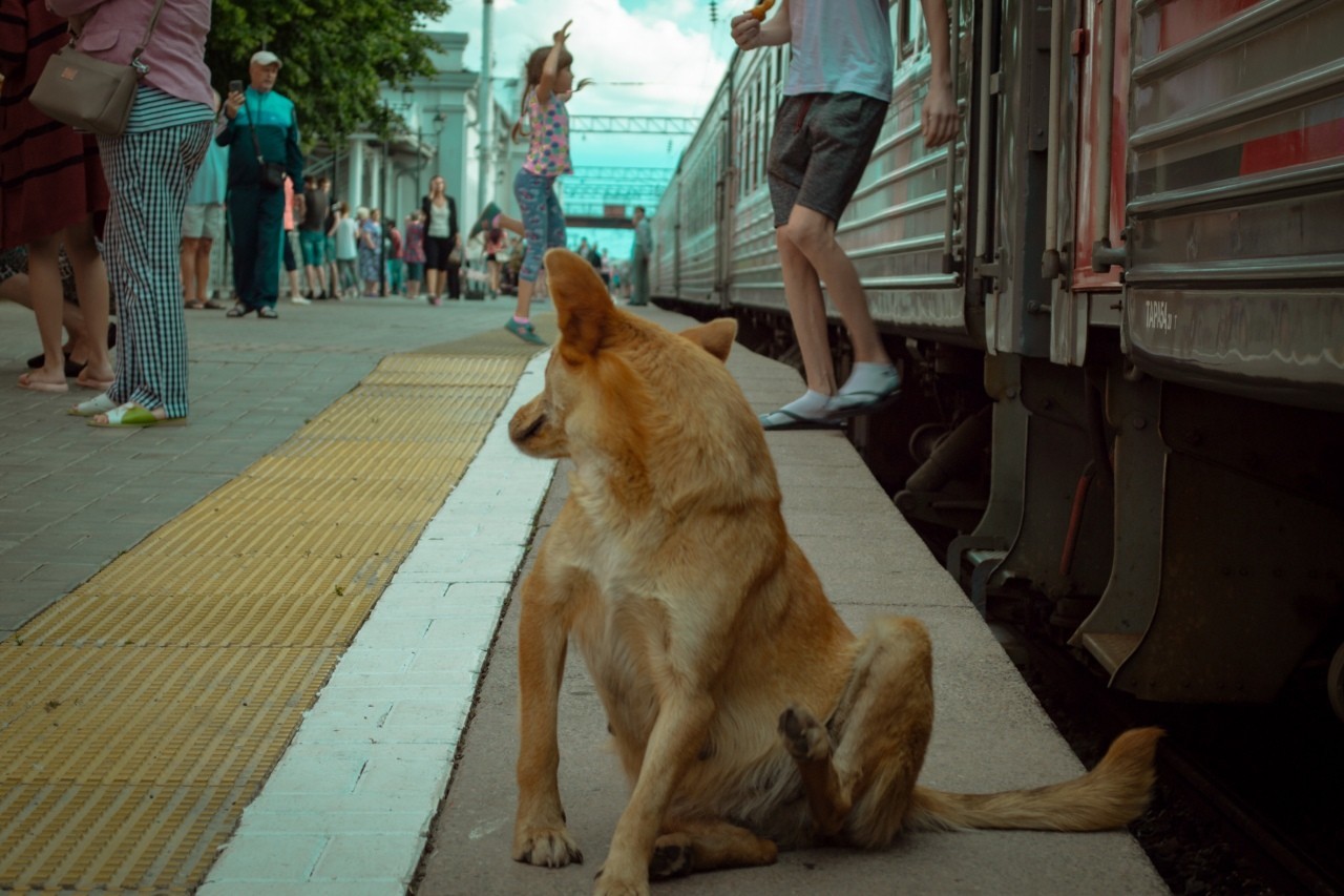 Station friend - My, Story, Story, Friend, Dog