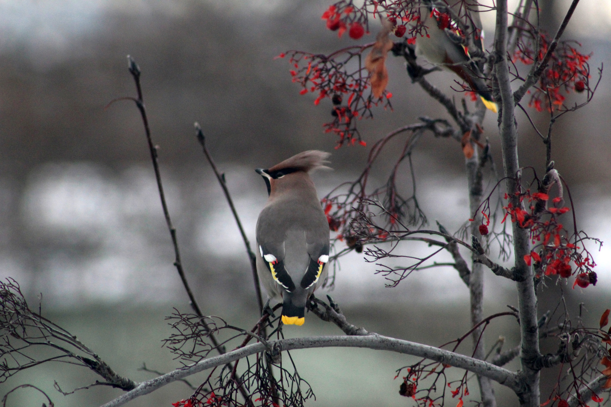 The waxwings were late - My, Birds, Waxwing, The photo, Longpost