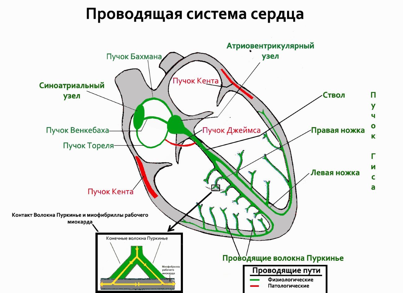 Проводящая система сердца и что она проводит - ЭКГ, Продолжение следует, Длиннопост, Сердце, Кровеносные сосуды, Строение