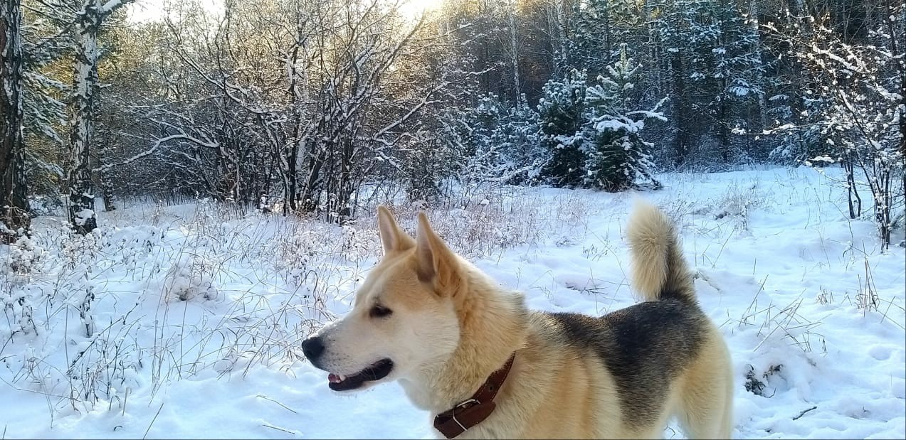 Just a song in the snow - My, Dog, Winter, Snow, The photo