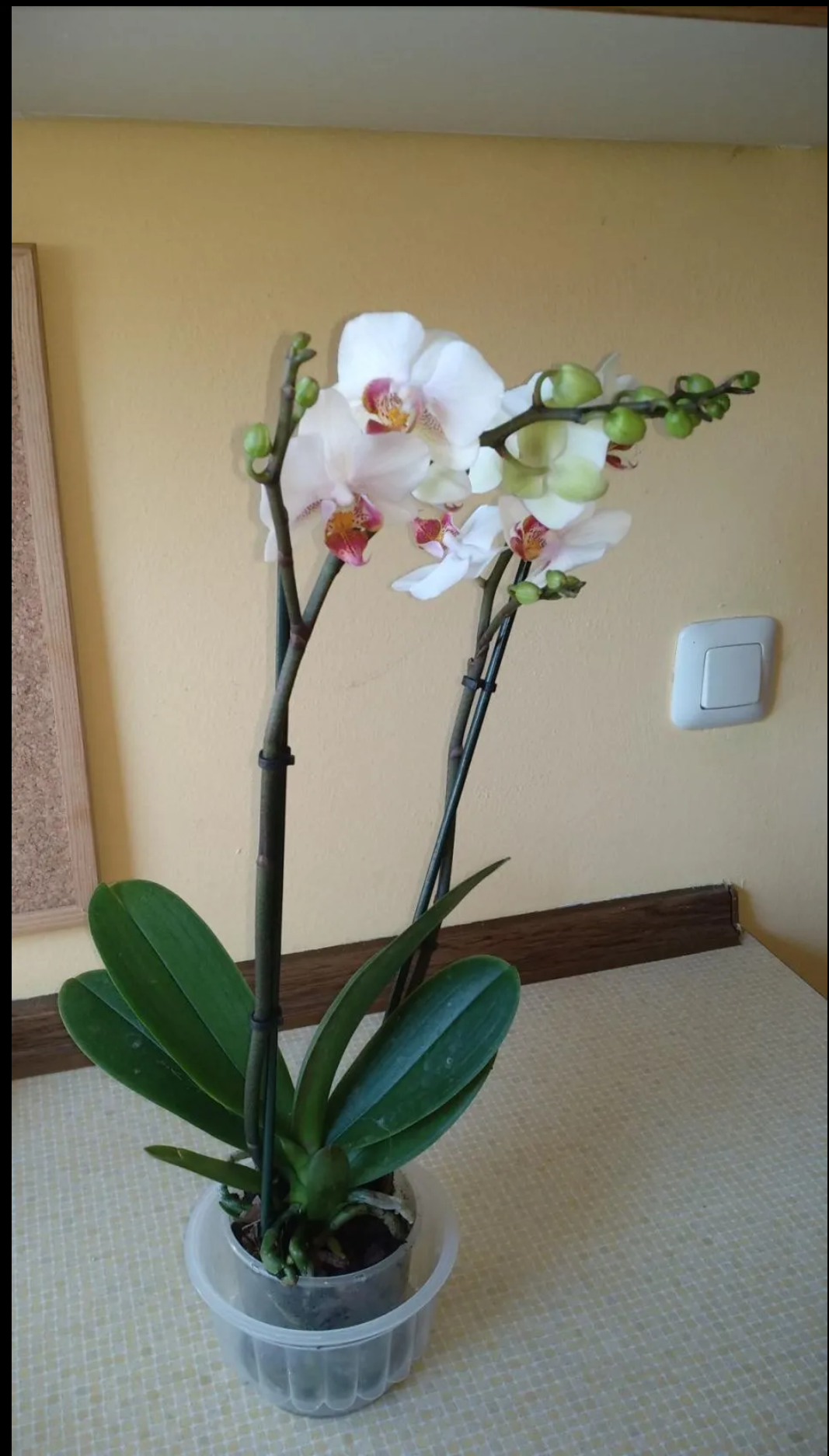 My flowers.... - Plants, Orchids, Dracaena, Longpost