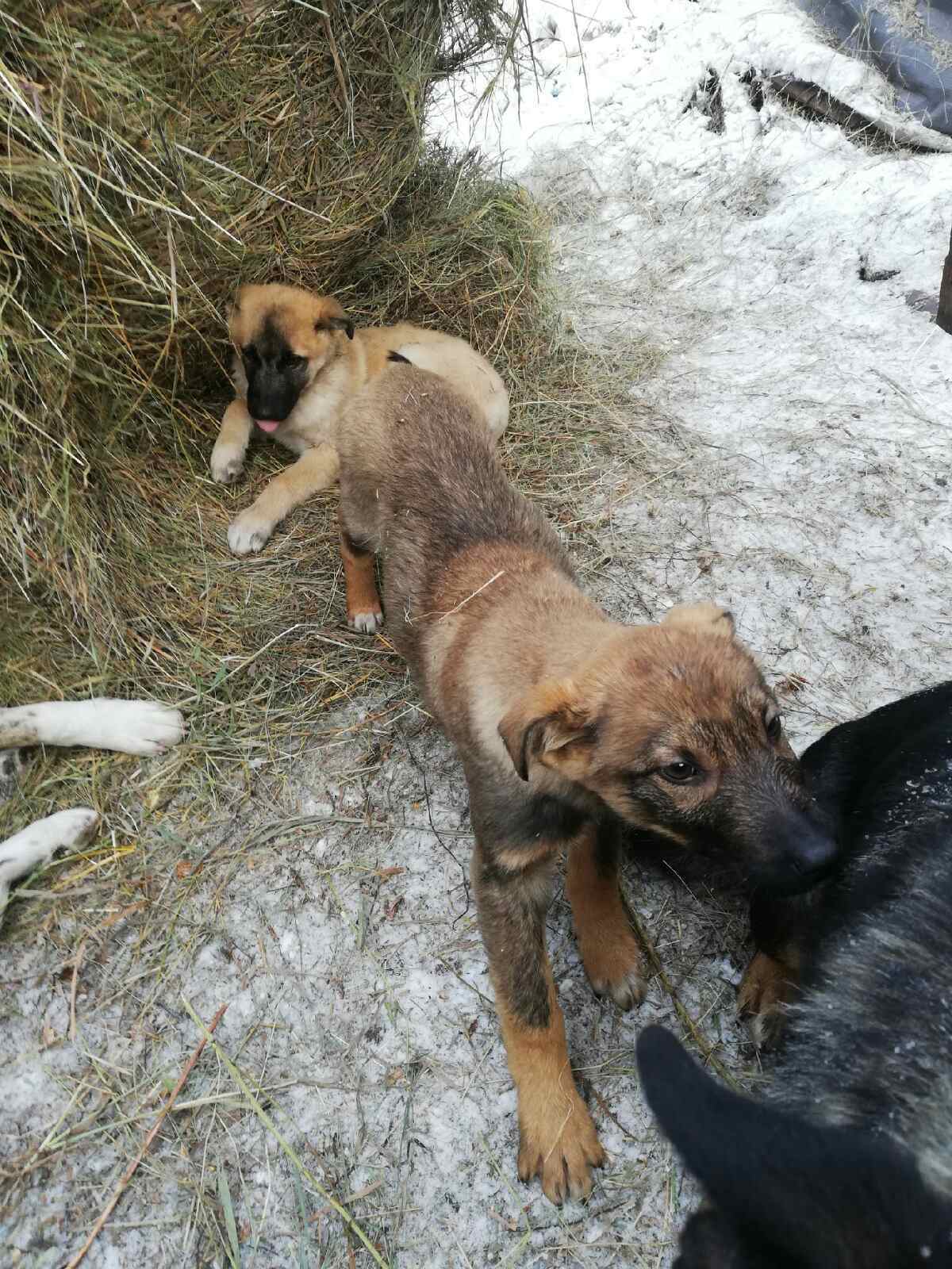 Puppies need help. Krasnoyarsk - My, Dogs and people, Help, Krasnoyarsk, No rating, Longpost, In good hands, Dog, Puppies