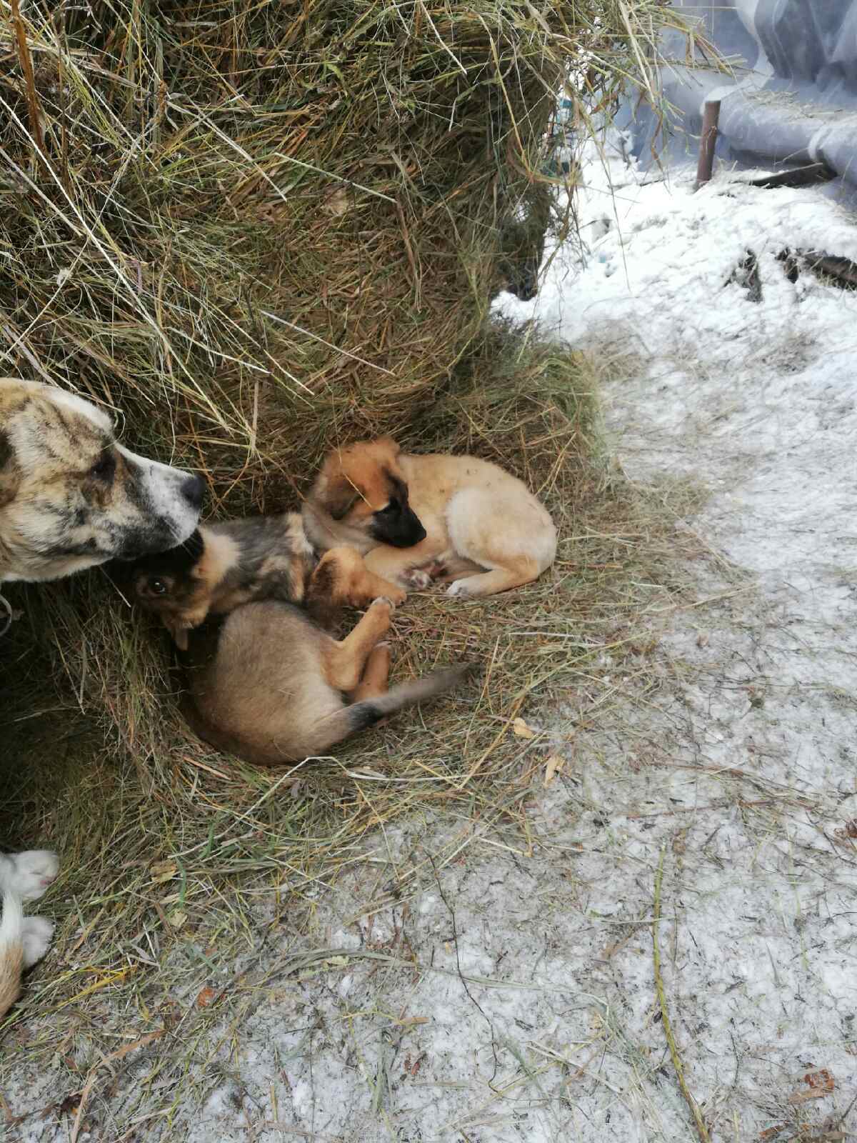 Puppies need help. Krasnoyarsk - My, Dogs and people, Help, Krasnoyarsk, No rating, Longpost, In good hands, Dog, Puppies