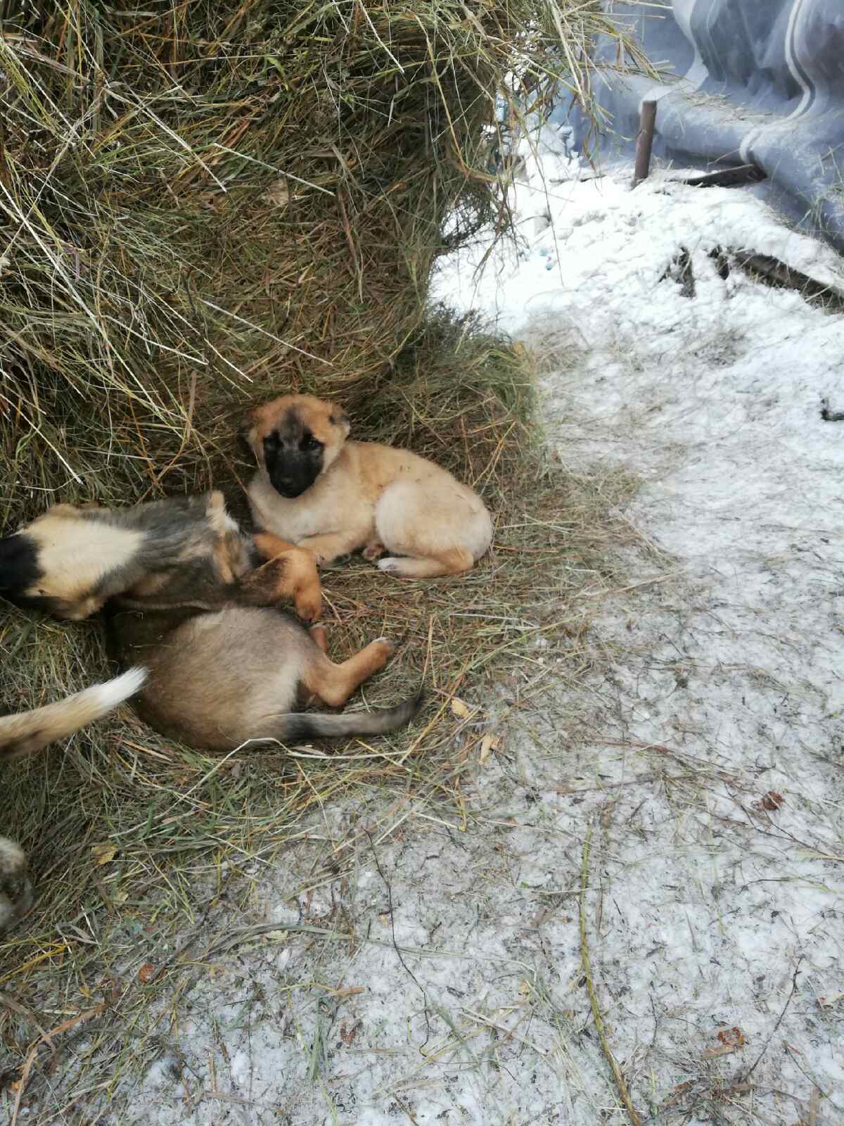 Puppies need help. Krasnoyarsk - My, Dogs and people, Help, Krasnoyarsk, No rating, Longpost, In good hands, Dog, Puppies