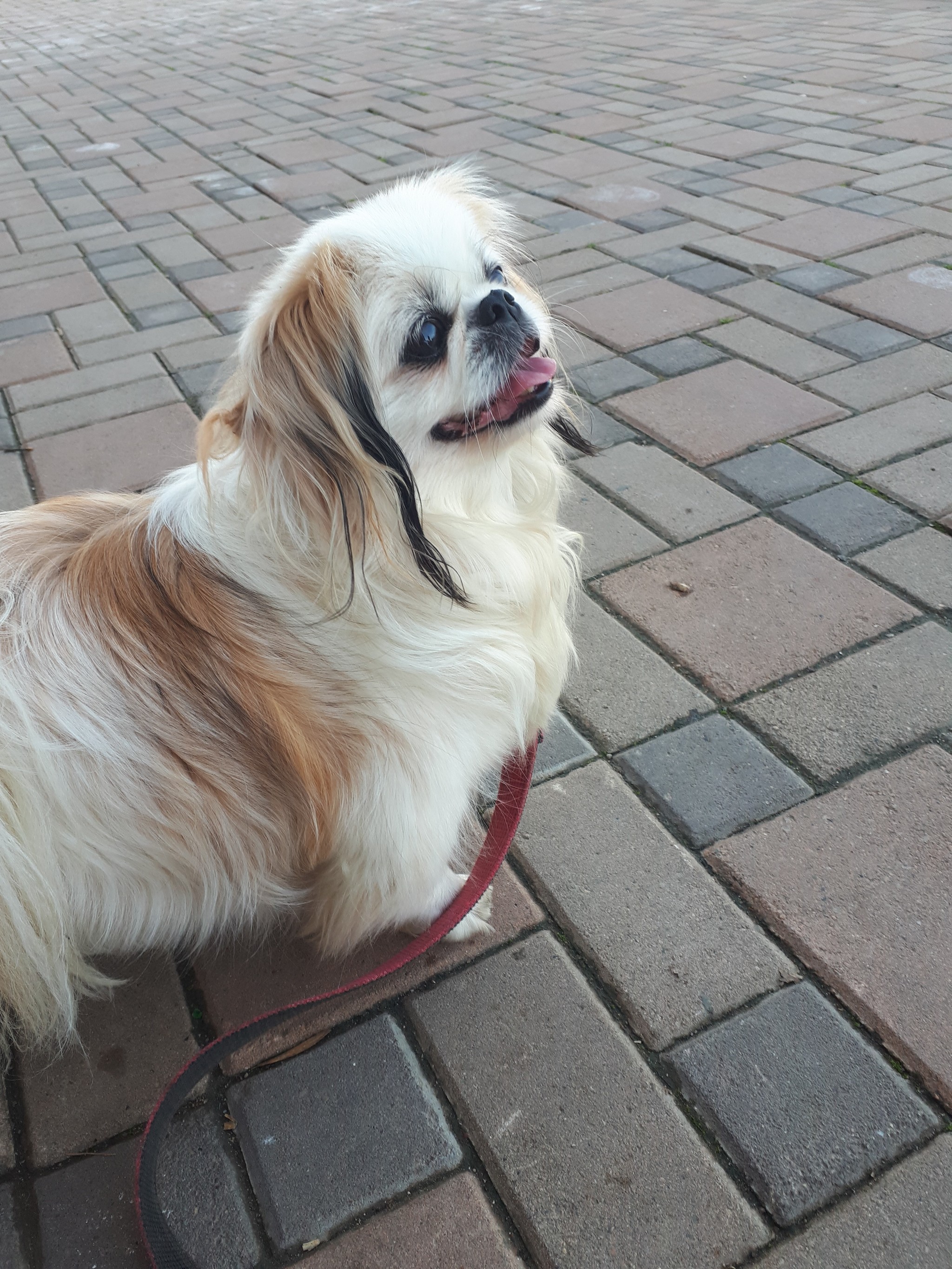 Love to the animals - My, Animals, Dog, Real life story, Kindness, Pekingese