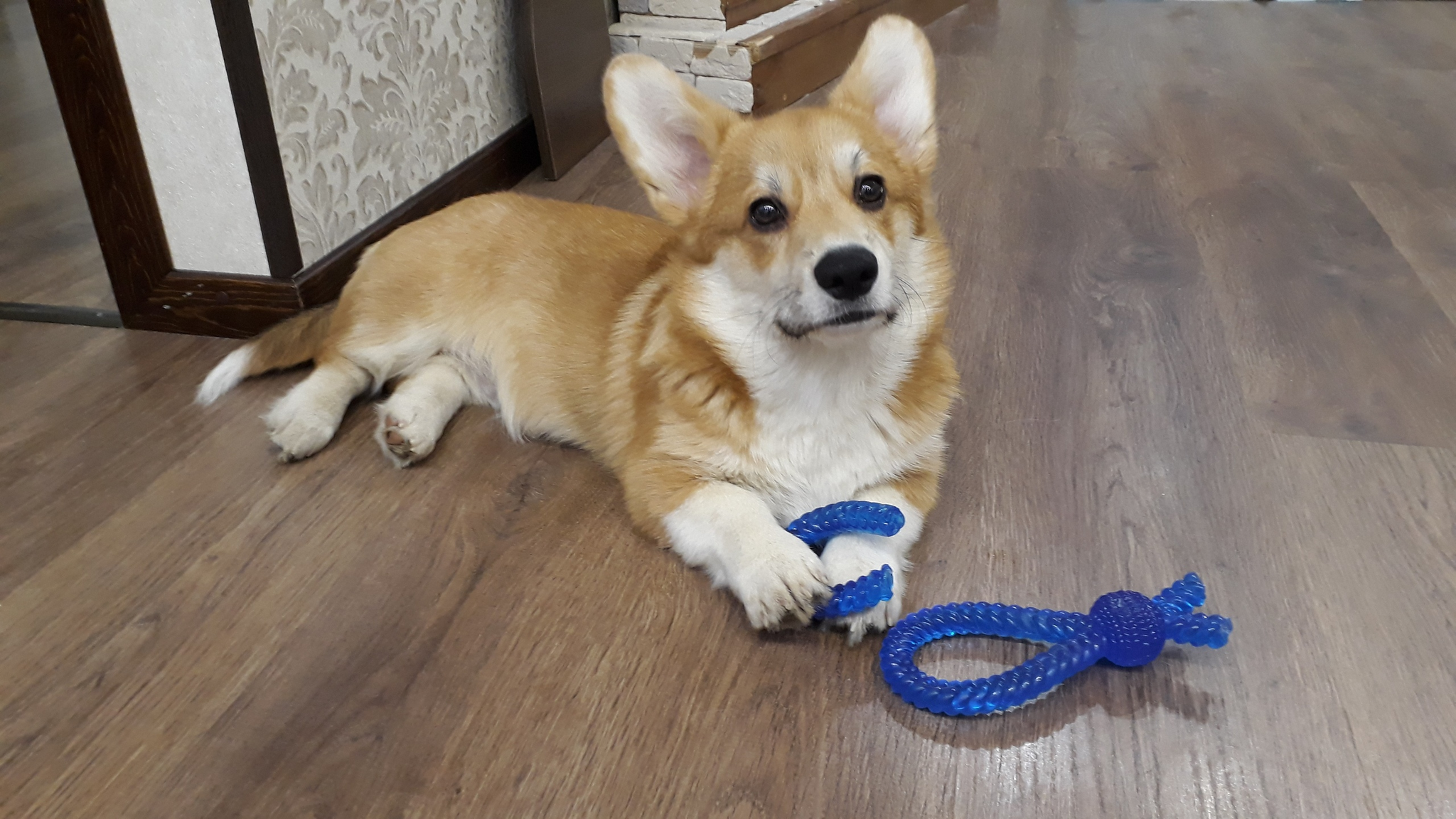 Four-legged Macedonian - My, Welsh corgi pembroke, Corgi, Alexander the Great, Gordian knot, Dog