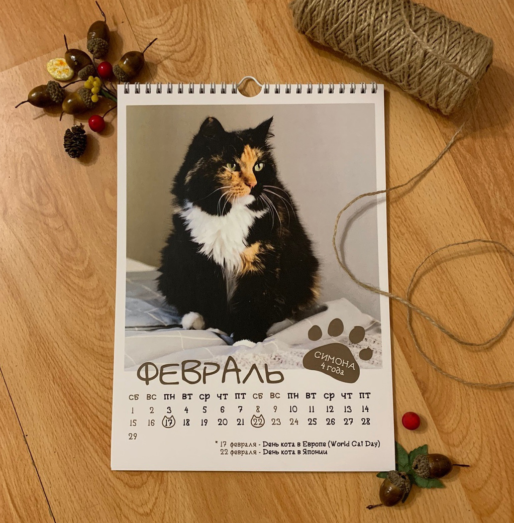 CAT calendar from the cat shelter :) - My, cat, The calendar, 2020, The photo, Chelyabinsk, Longpost