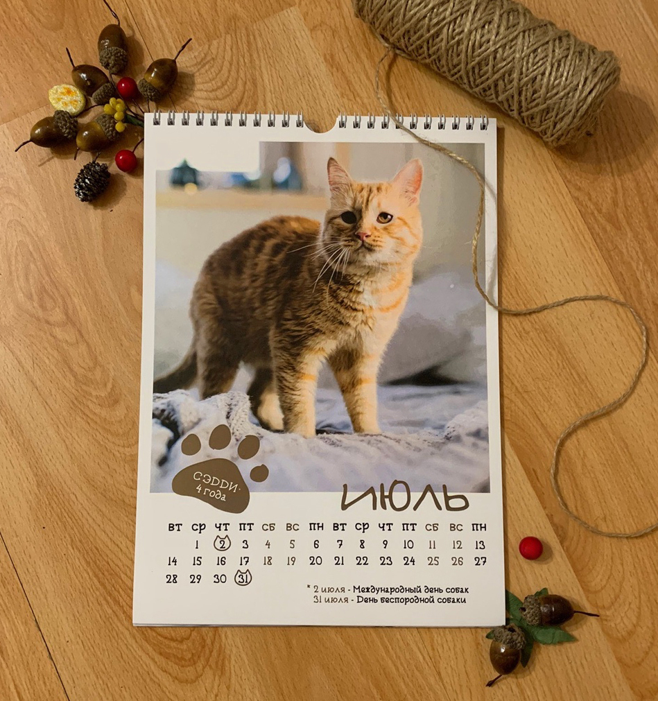 CAT calendar from the cat shelter :) - My, cat, The calendar, 2020, The photo, Chelyabinsk, Longpost