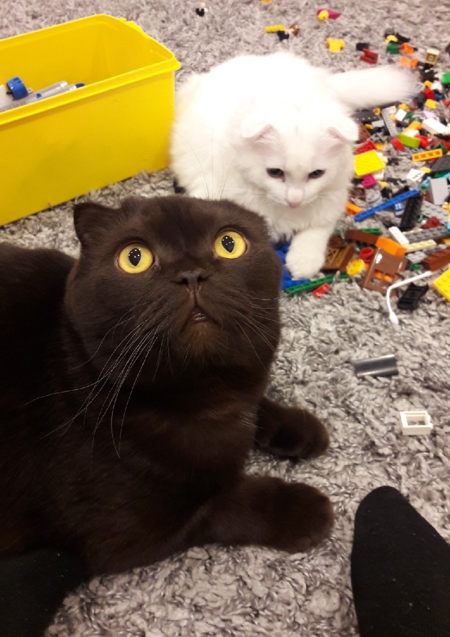 He broke everything... - My, Catomafia, cat, Lego