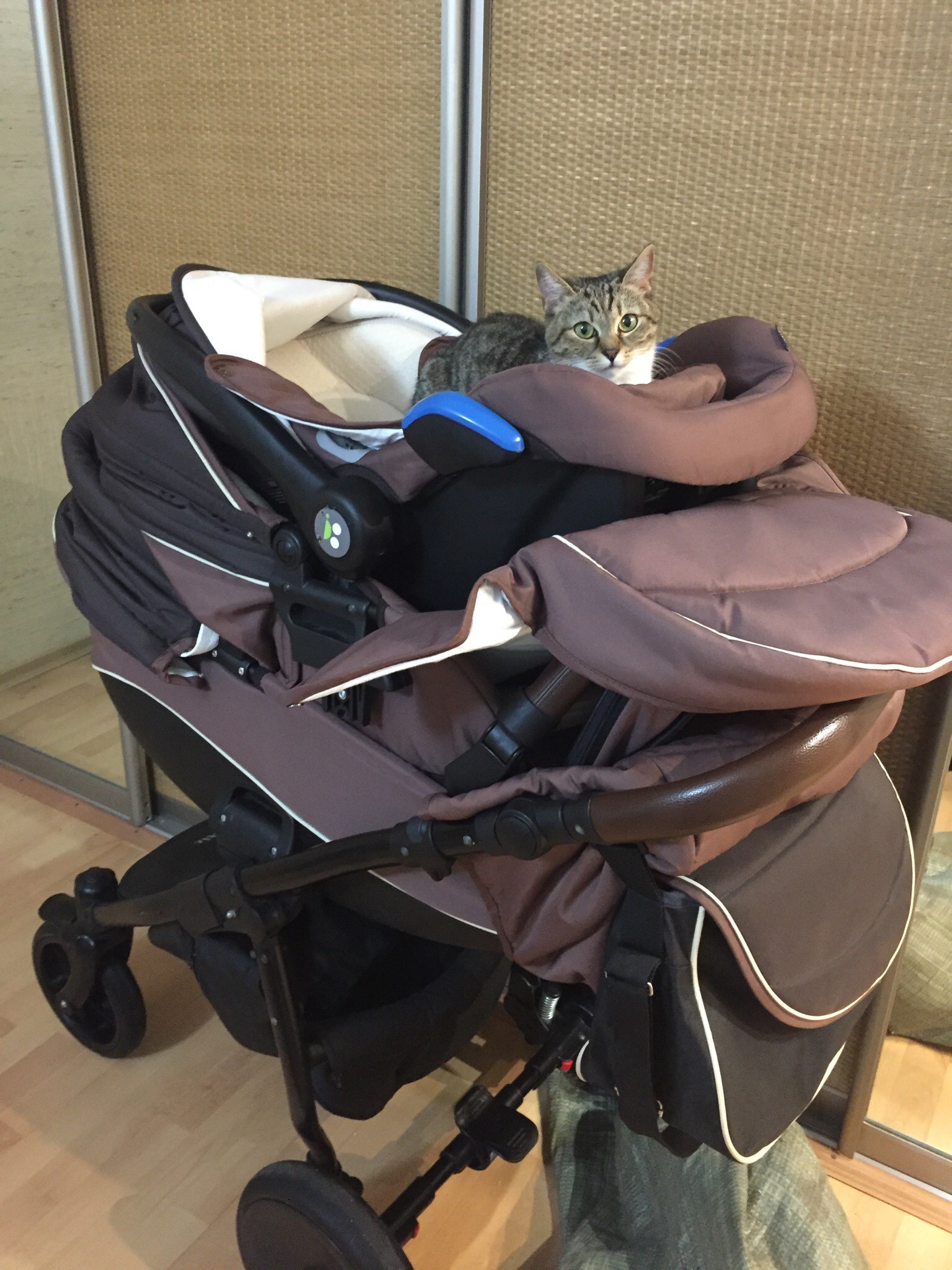 Stroller for ........ - My, Catomafia, Baby carriage, Longpost, cat