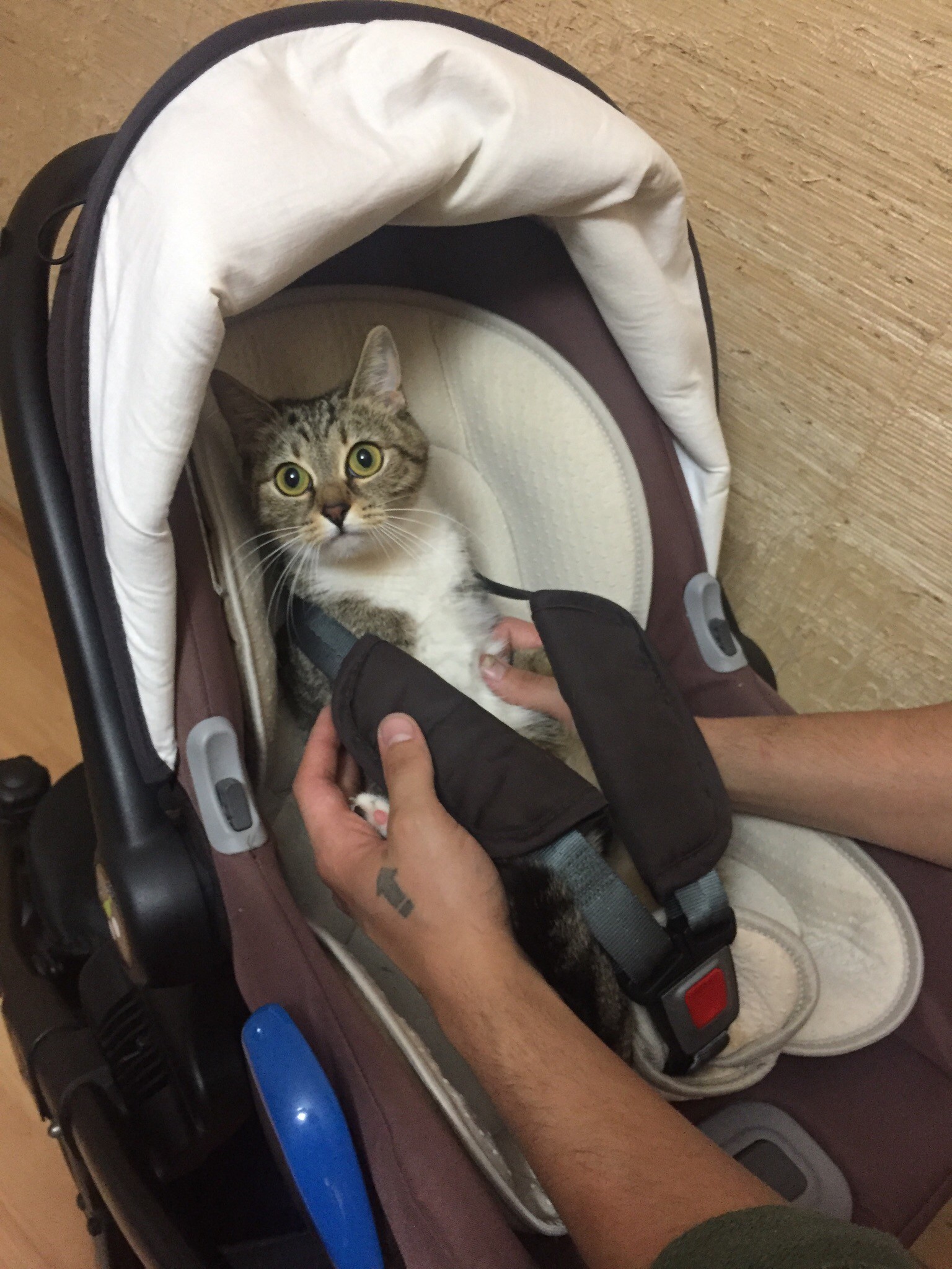 Stroller for ........ - My, Catomafia, Baby carriage, Longpost, cat