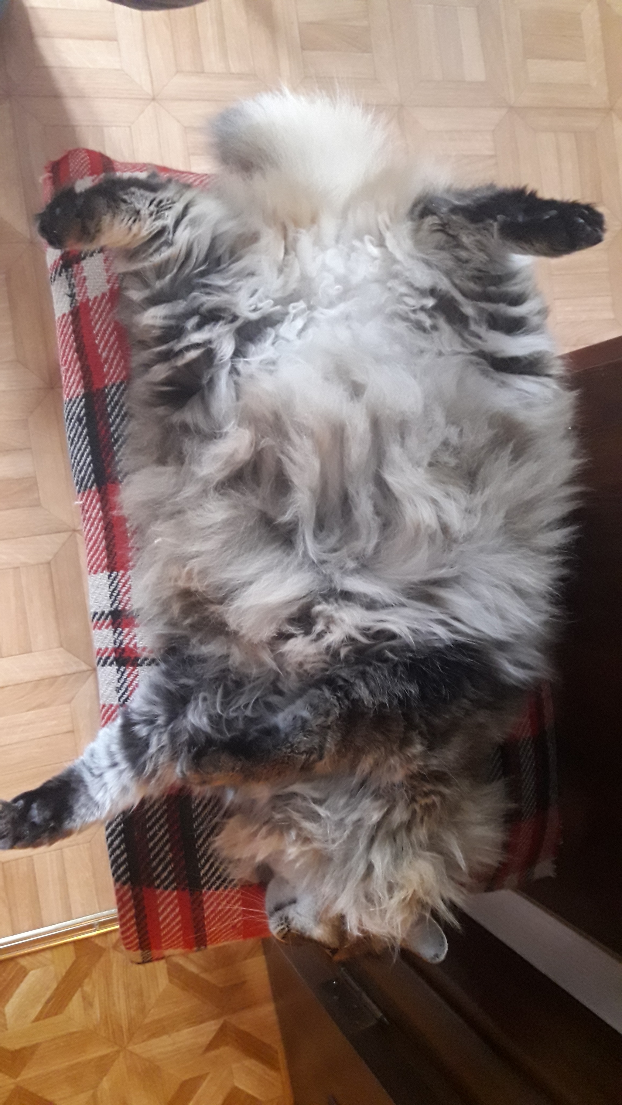 Cat bellies - My, cat, Fullness, Fluffy, Longpost