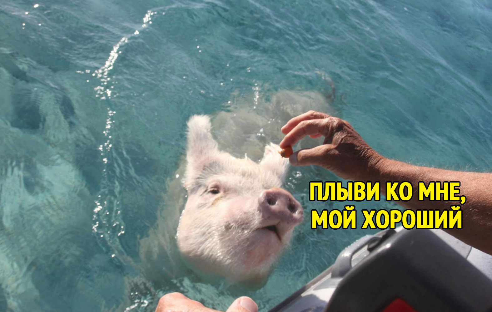 Seafood diet ^_^ - Seafood, Diet, Pig, Pork, Memes, Picture with text, From the network