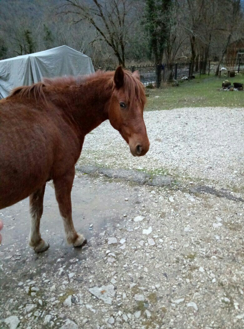 Abkhazian smaller brothers - My, Abkhazia, Nature, cat, Dog, Animals, Caucasus, Longpost, Horses