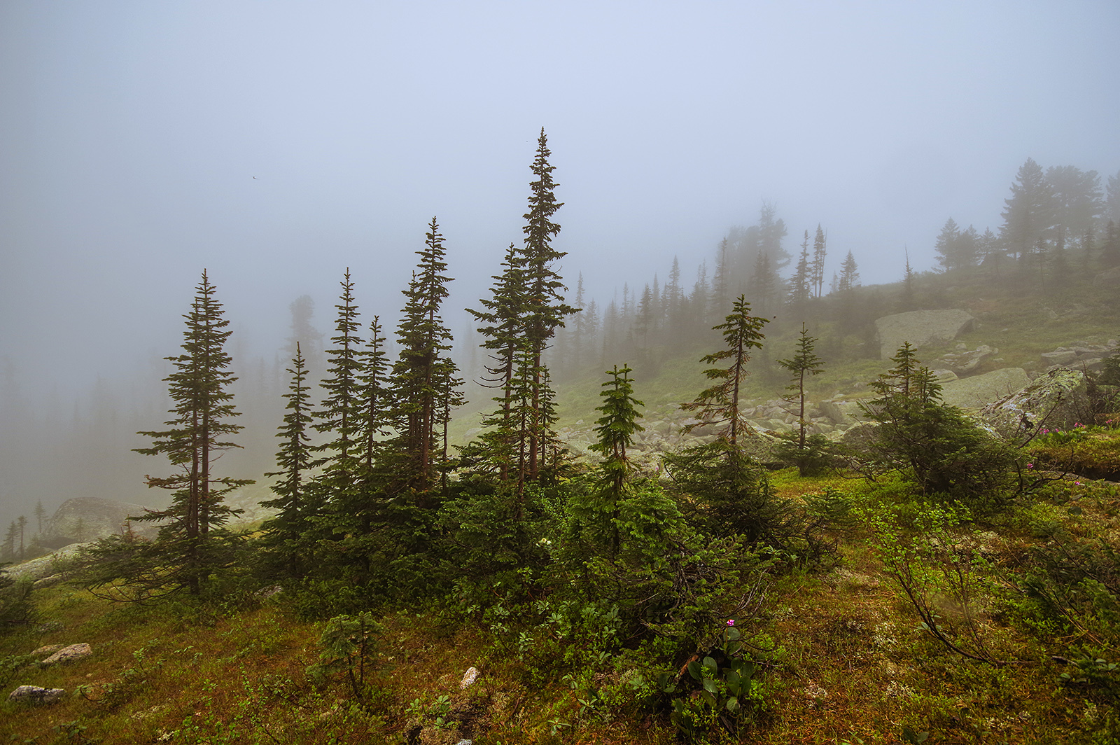 Why did we go to the Taiga Eye? - My, Ergaki, Travels, Mountain tourism, Michael, Health, The photo, Landscape, wildlife, Longpost